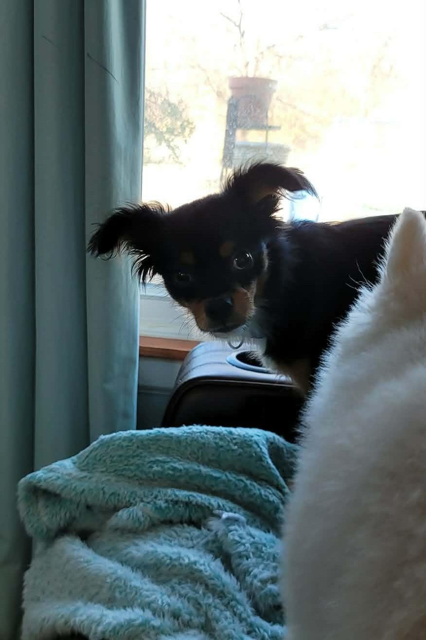 Nugget, an adopted mixed breed in Overland Park, KS image 2/3