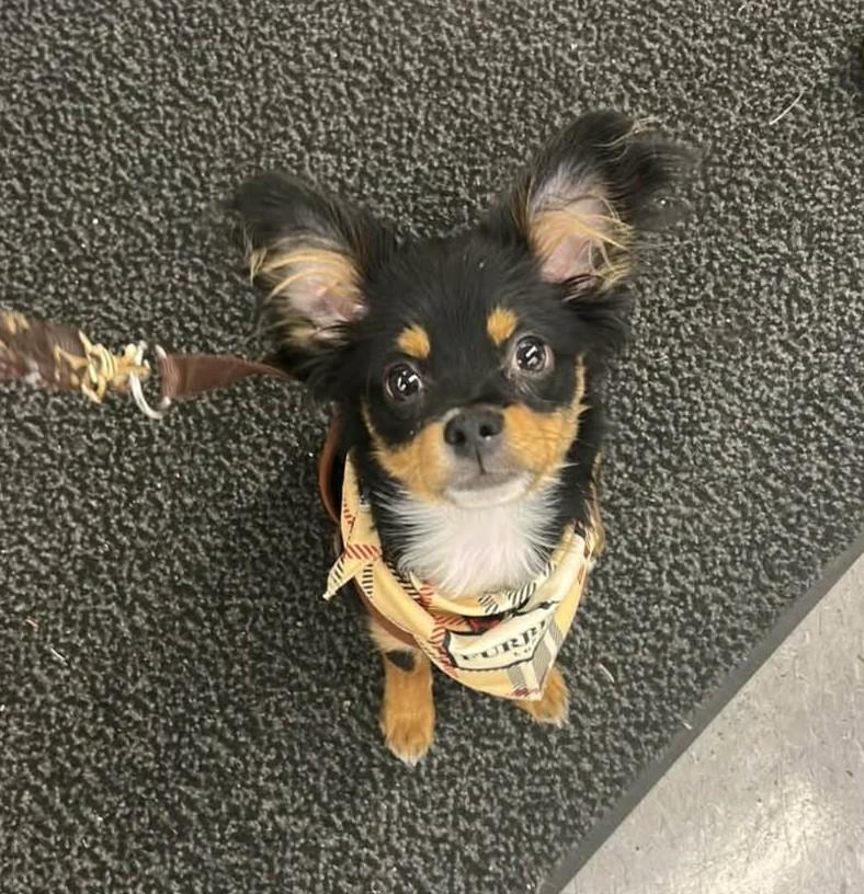 Nugget, adopted, Adult Male Papillon.