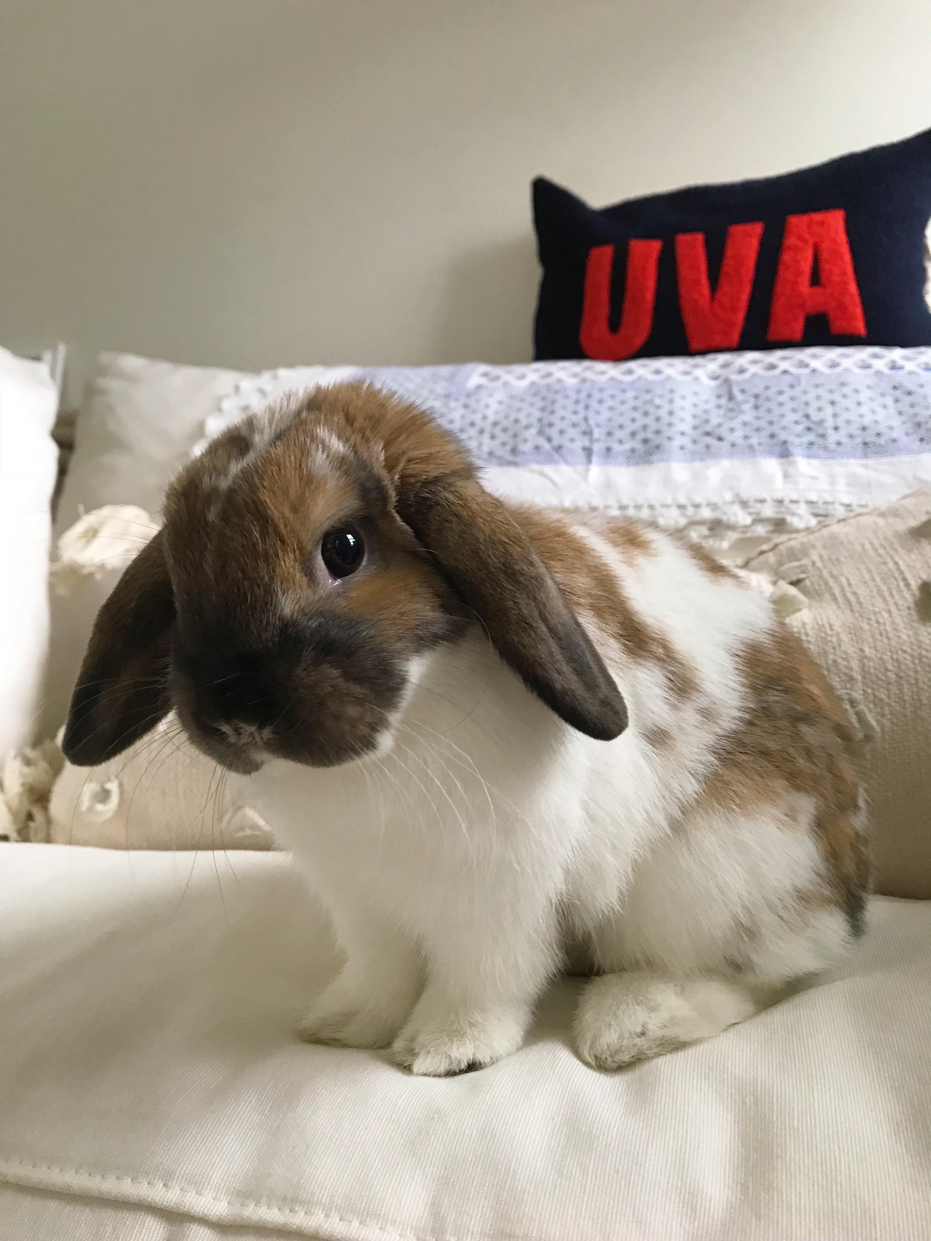 Penelope*, Adult Female unknown