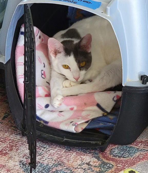 Enlarge Tunie #2 Napa HM, a Adoptable Domestic Short Hair in Napa, CA image 3/4