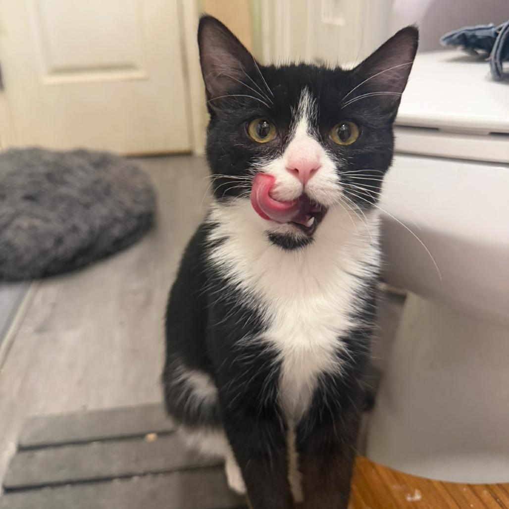 Enlarge Minnie, a Adoptable Domestic Medium Hair in Escondido, CA image 1/5