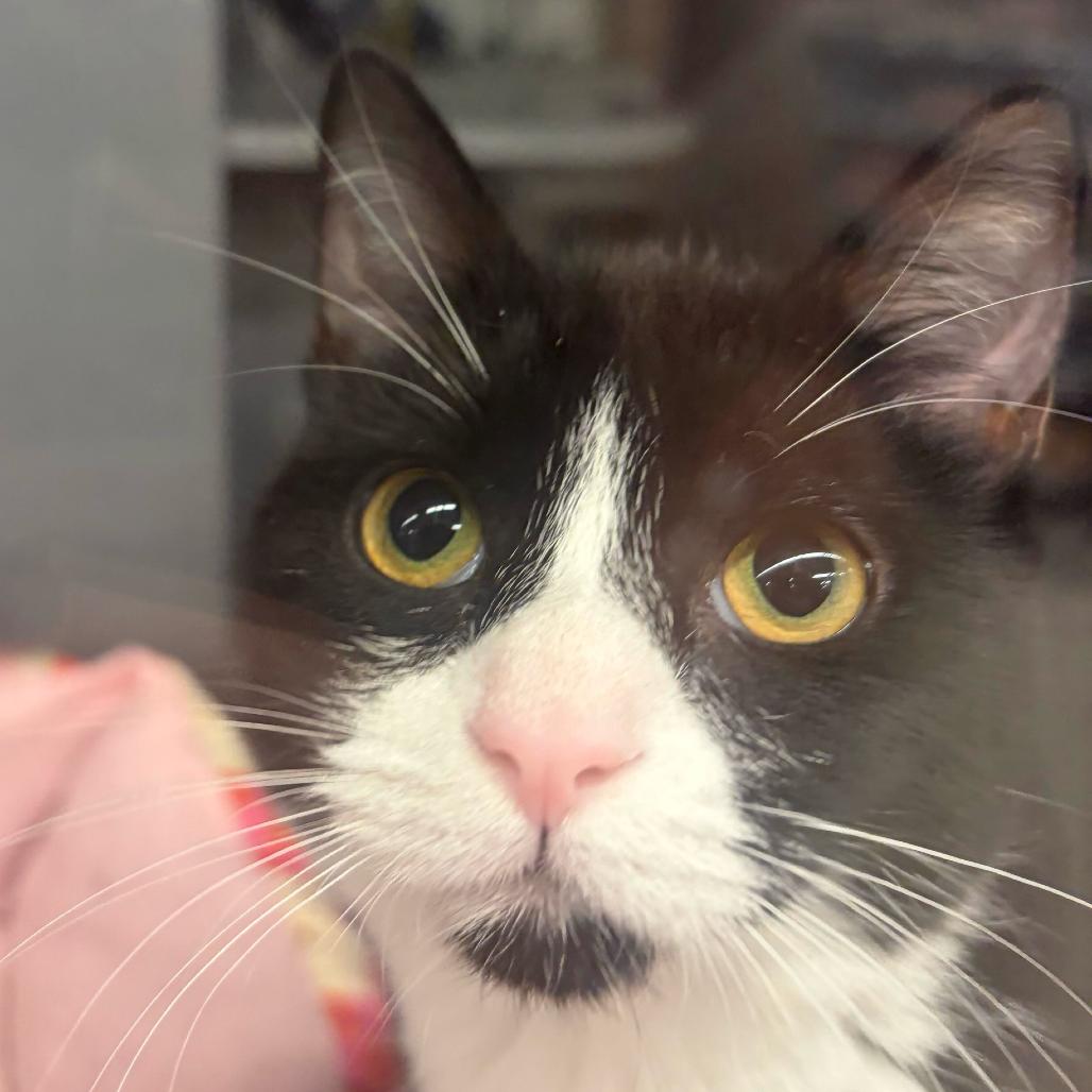 Enlarge Minnie, a Adoptable Domestic Medium Hair in Escondido, CA image 2/5