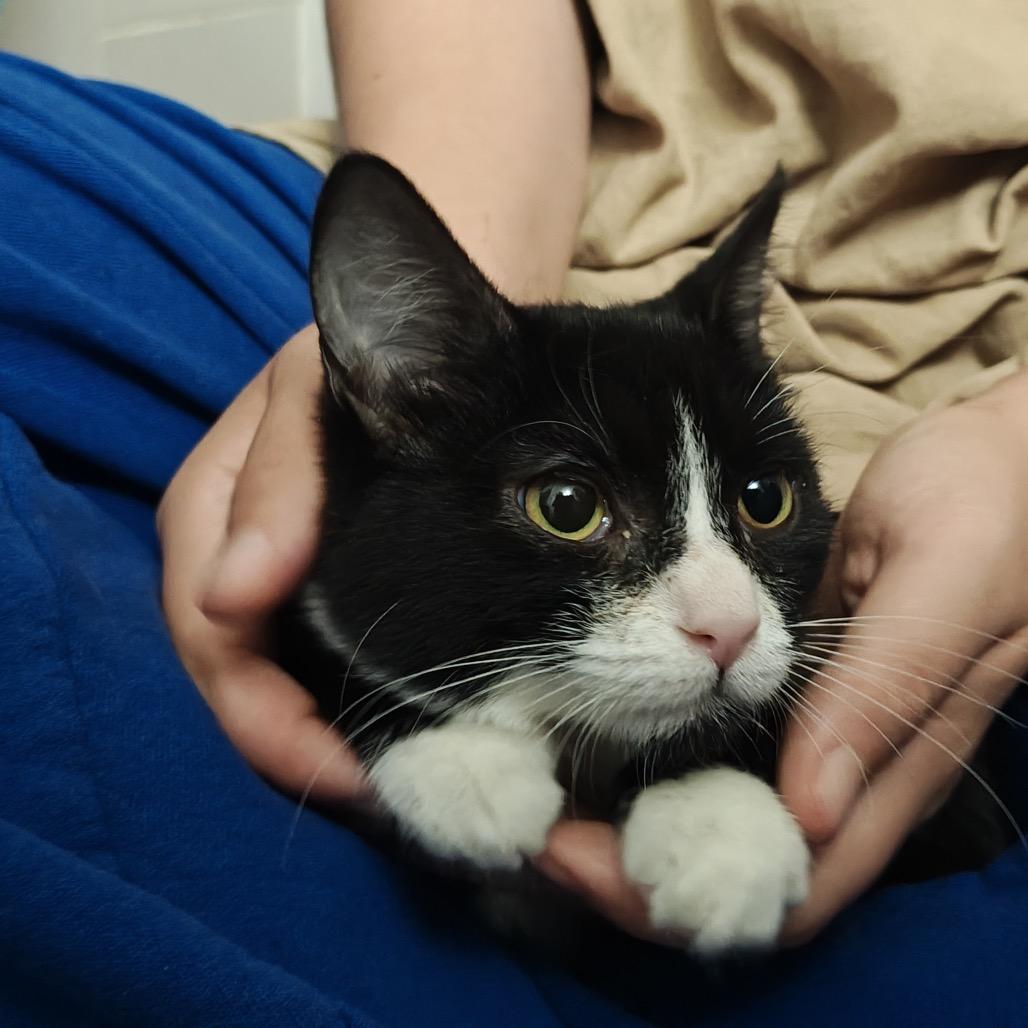 Enlarge Minnie, a Adoptable Domestic Medium Hair in Escondido, CA image 3/5
