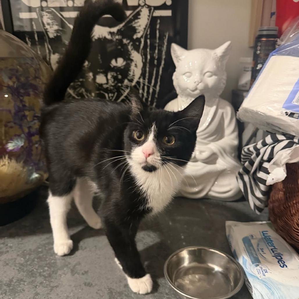 Enlarge Minnie, a Adoptable Domestic Medium Hair in Escondido, CA image 4/5