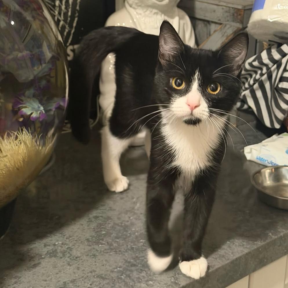 Enlarge Minnie, a Adoptable Domestic Medium Hair in Escondido, CA image 5/5