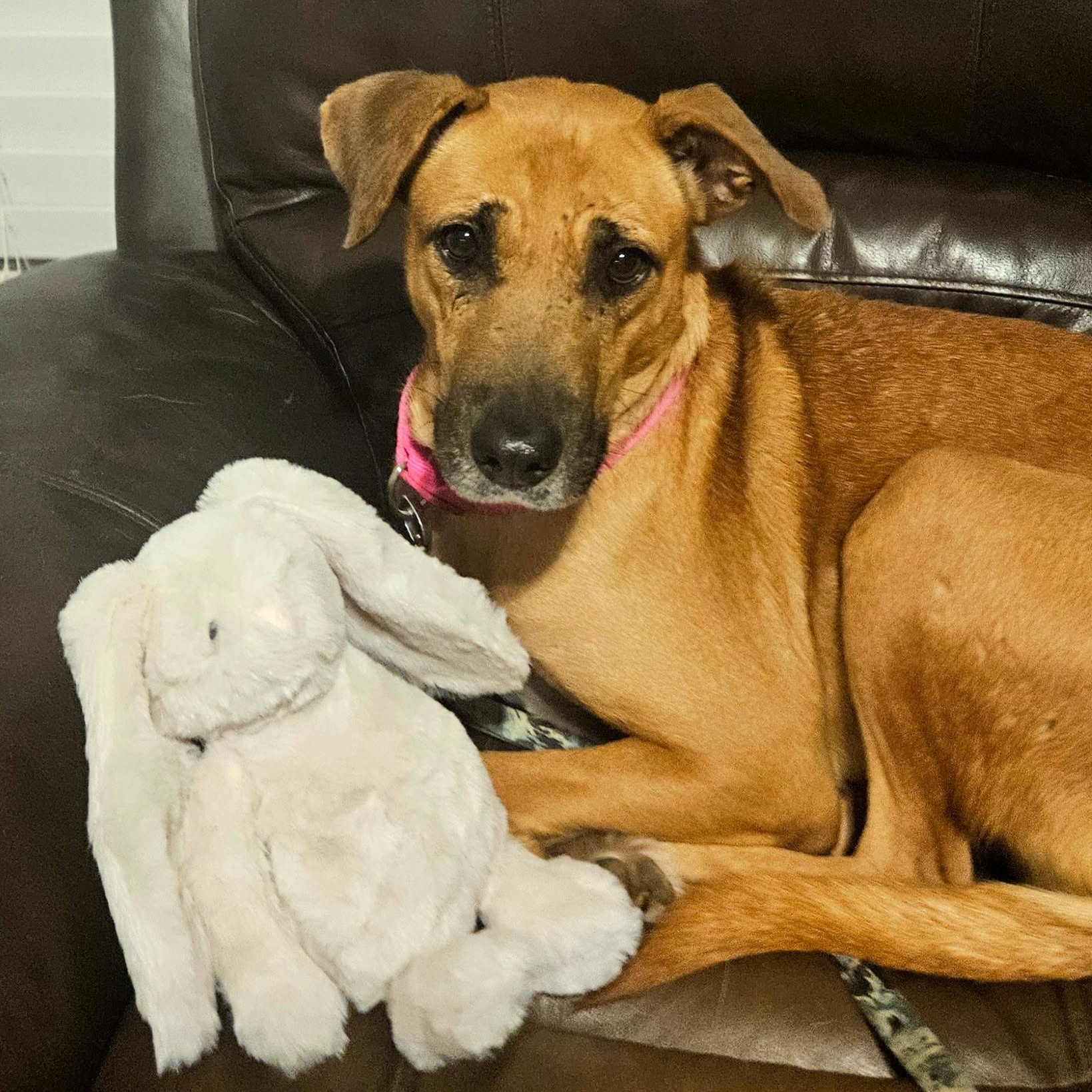 Toffee — thumbnail 5