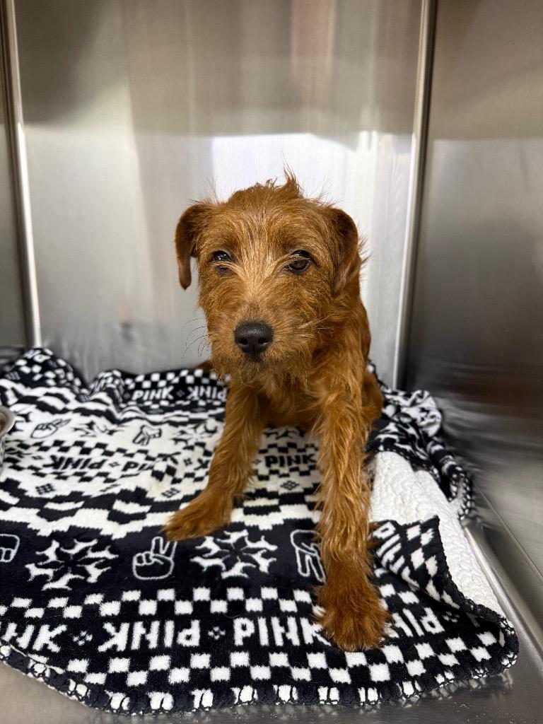 Enlarge Winston, a Adoptable Poodle in Lagrange, IN image 1/1