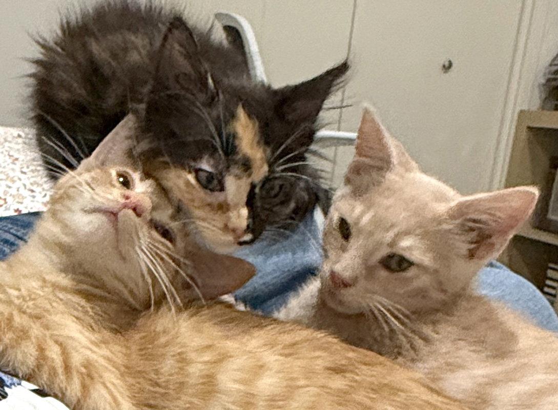 Chimera, Adoptable, Kitten Female Domestic Long Hair.