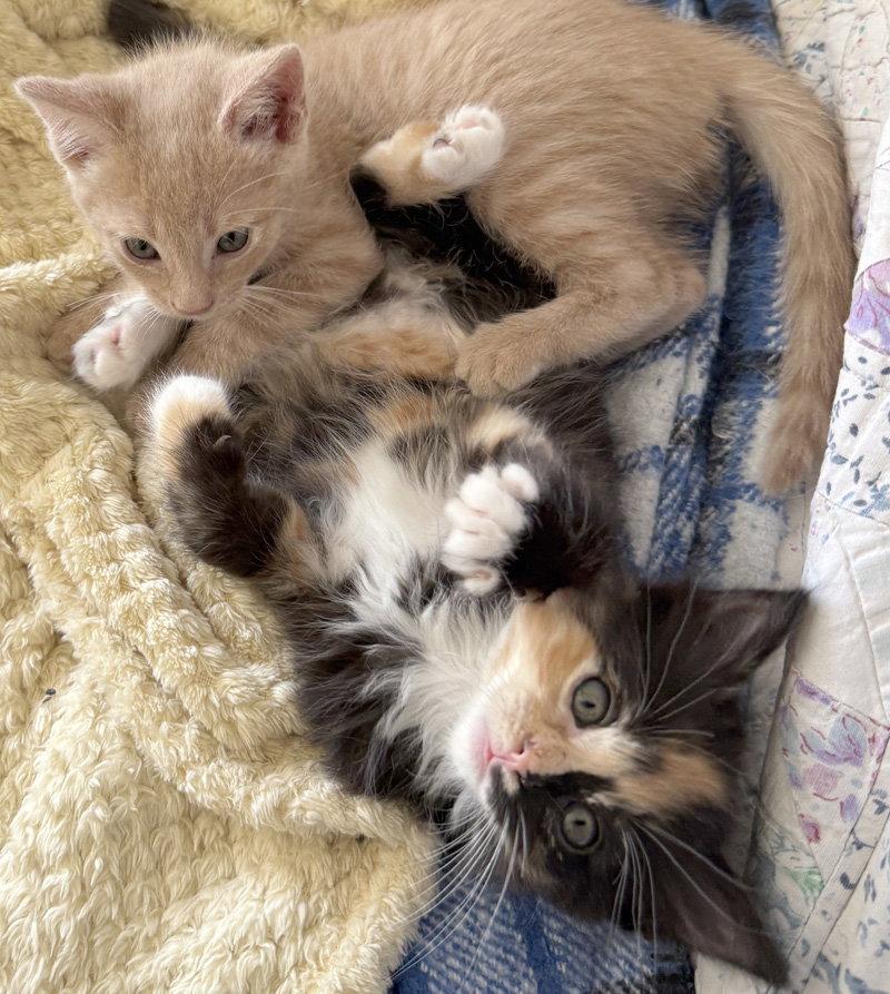 Chimera, a Adoptable Domestic Long Hair in Ventura, CA image 2/3