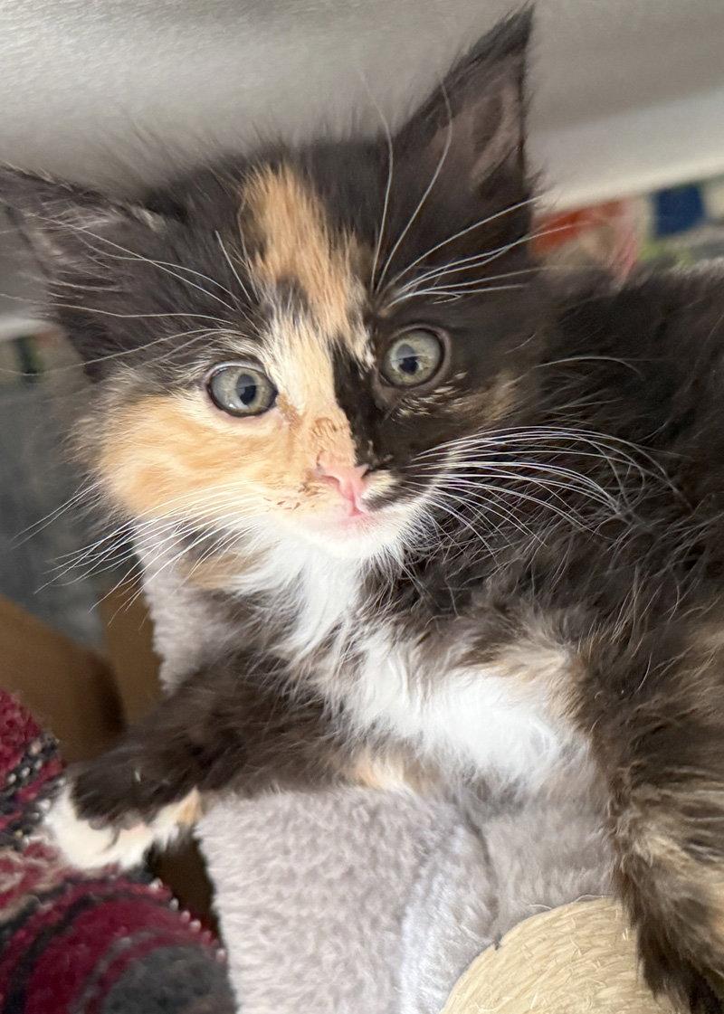 Chimera, a Adoptable Domestic Long Hair in Ventura, CA image 3/3