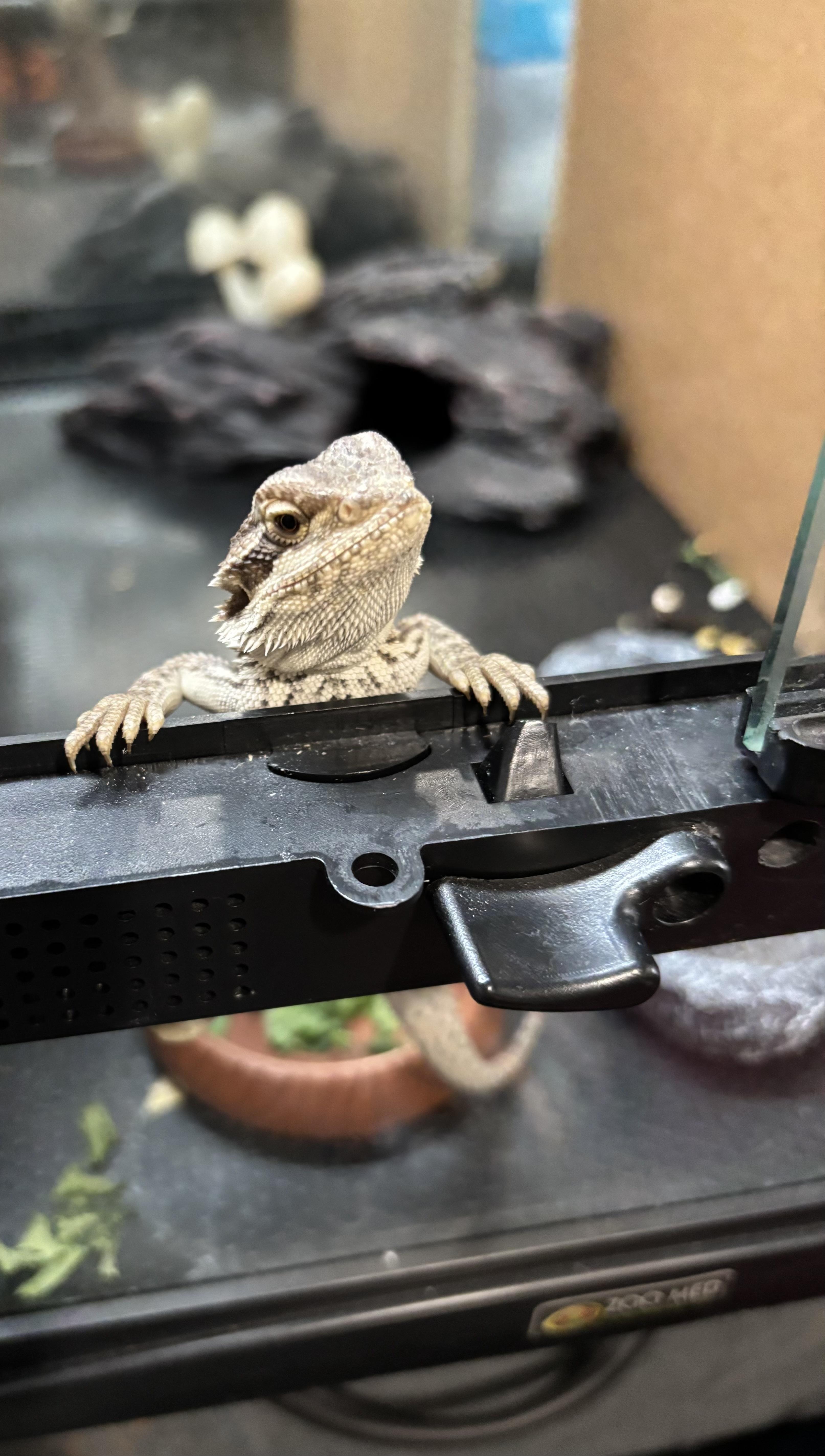 Enlarge Ceylon, a ADOPTABLE Bearded Dragon in JACKSON, NJ image 1/4