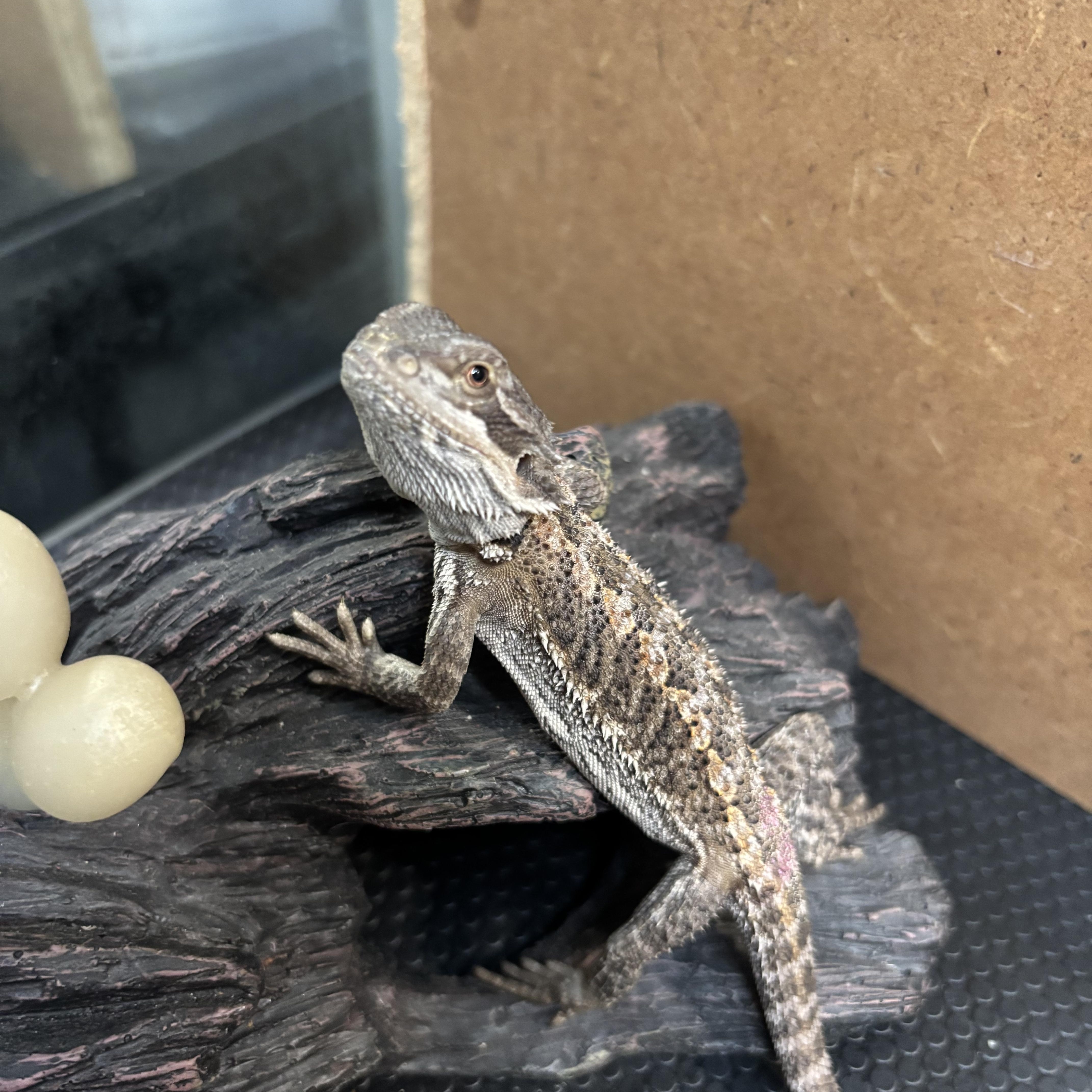 Enlarge Ceylon, a ADOPTABLE Bearded Dragon in JACKSON, NJ image 3/4