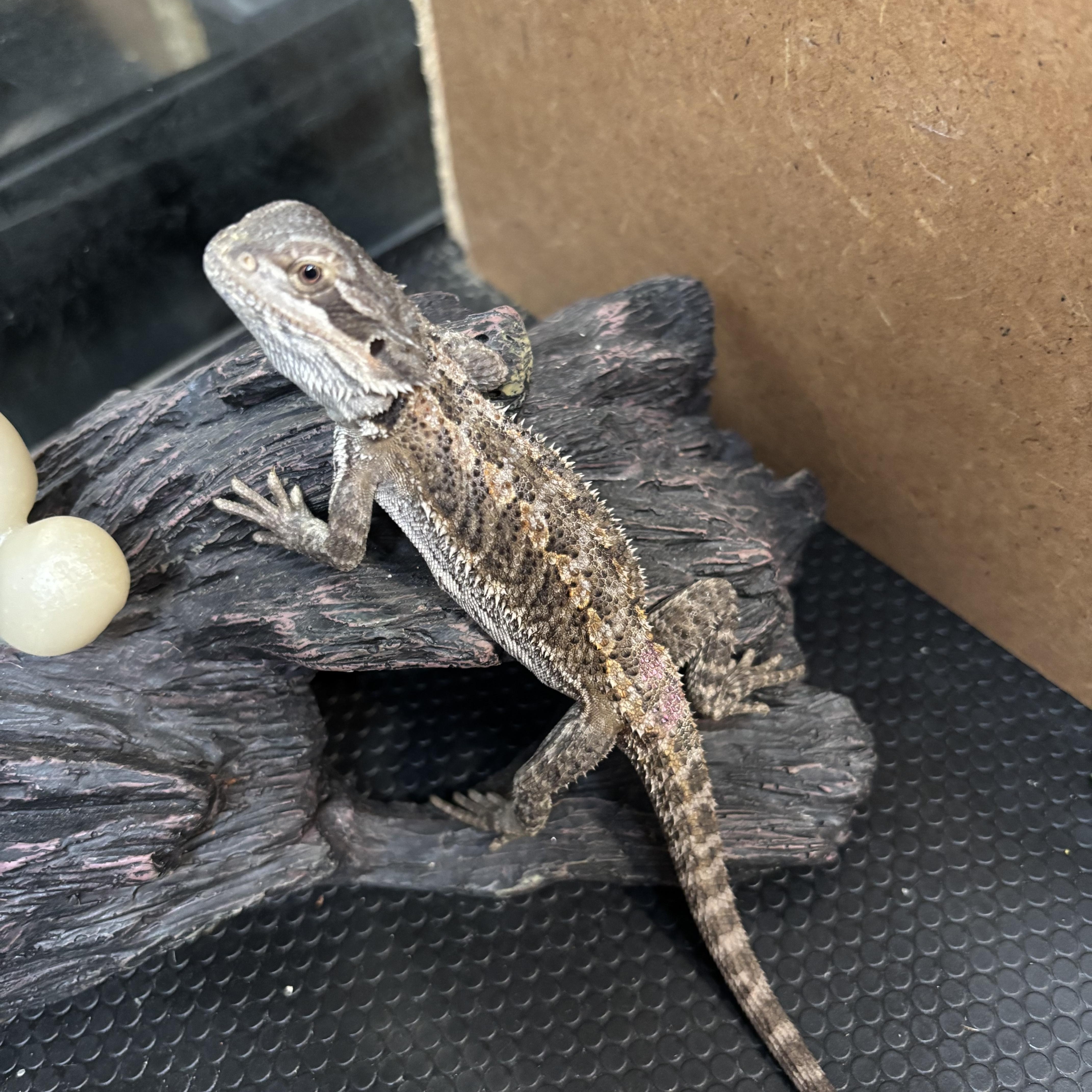 Enlarge Ceylon, a ADOPTABLE Bearded Dragon in JACKSON, NJ image 2/4