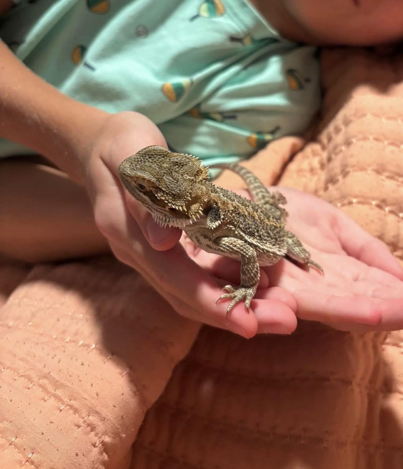 Enlarge Ceylon, a ADOPTABLE Bearded Dragon in JACKSON, NJ image 5/5