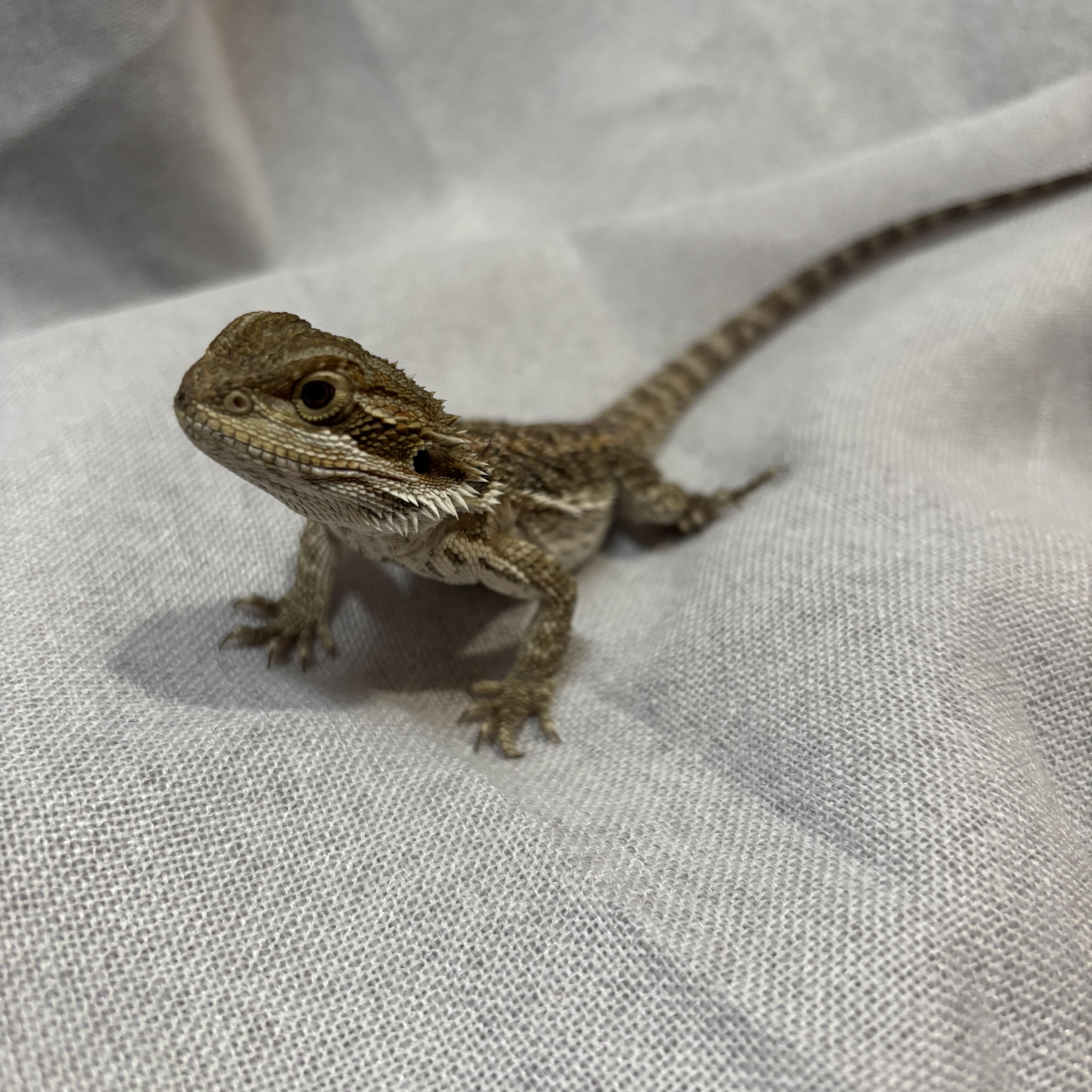 Ceylon, ADOPTABLE, Baby Unknown Bearded Dragon.