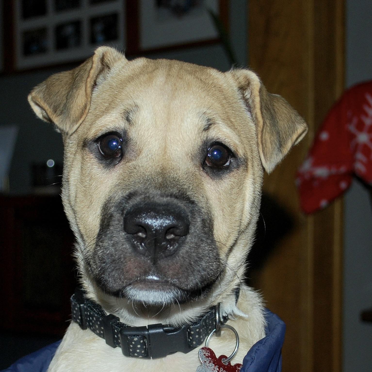 Gru, a Adoptable mixed breed in Prior Lake, MN image 1/6