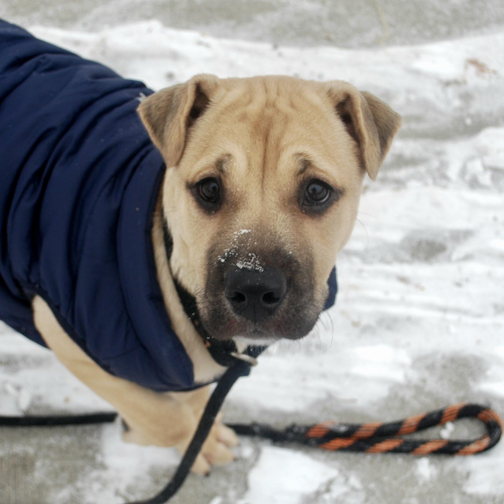 Gru, a Adoptable mixed breed in Prior Lake, MN image 2/6