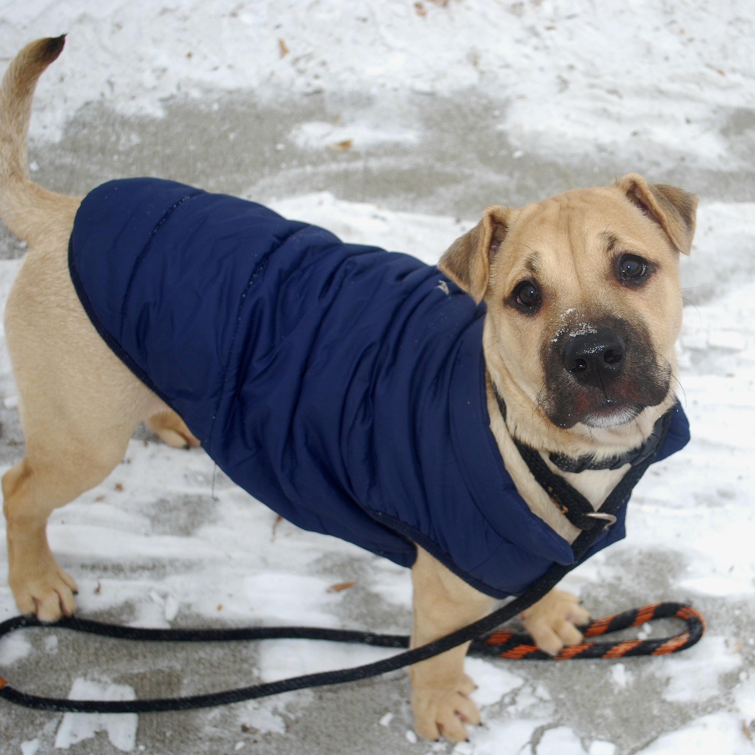 Gru, a Adoptable mixed breed in Prior Lake, MN image 3/6