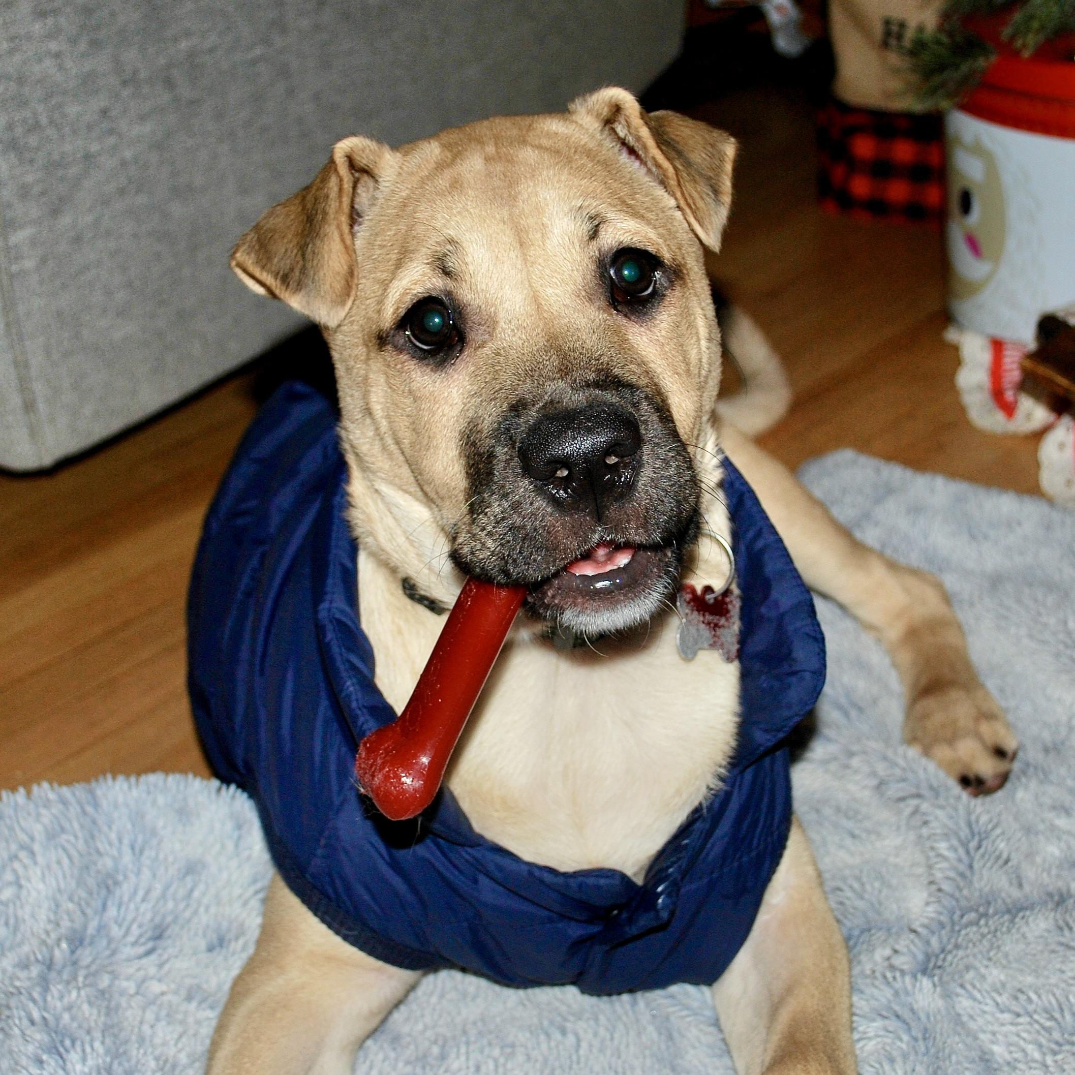 Gru, a Adoptable mixed breed in Prior Lake, MN image 5/6