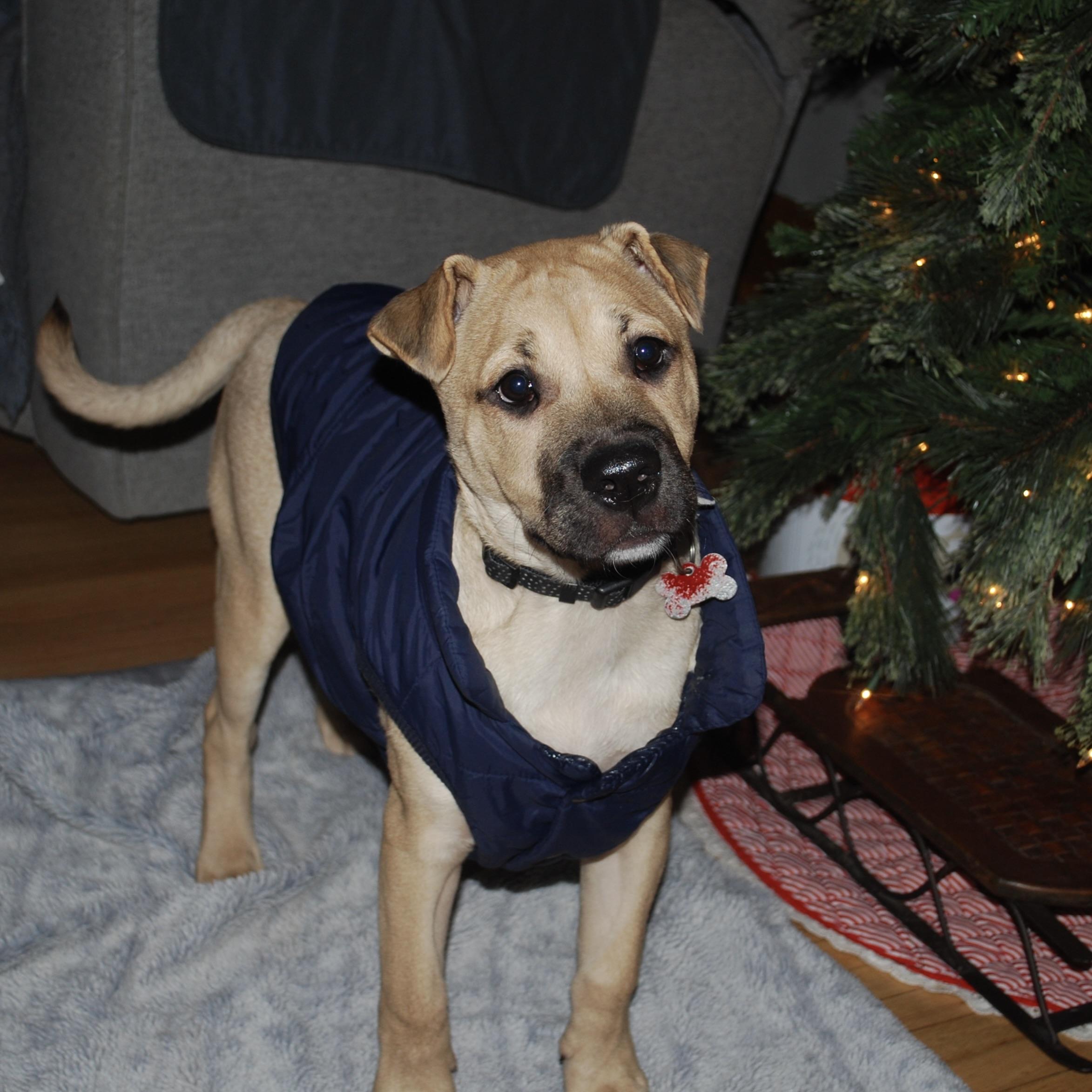 Gru, a Adoptable mixed breed in Prior Lake, MN image 6/6