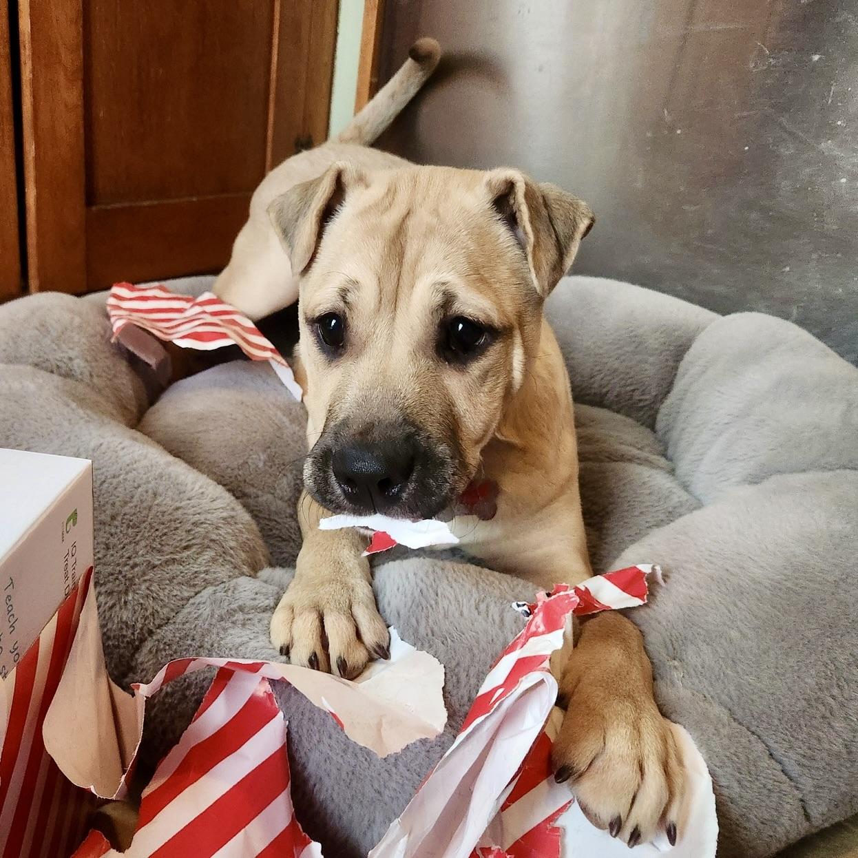 Enlarge Gru, a Adoptable mixed breed in Prior Lake, MN image 2/6