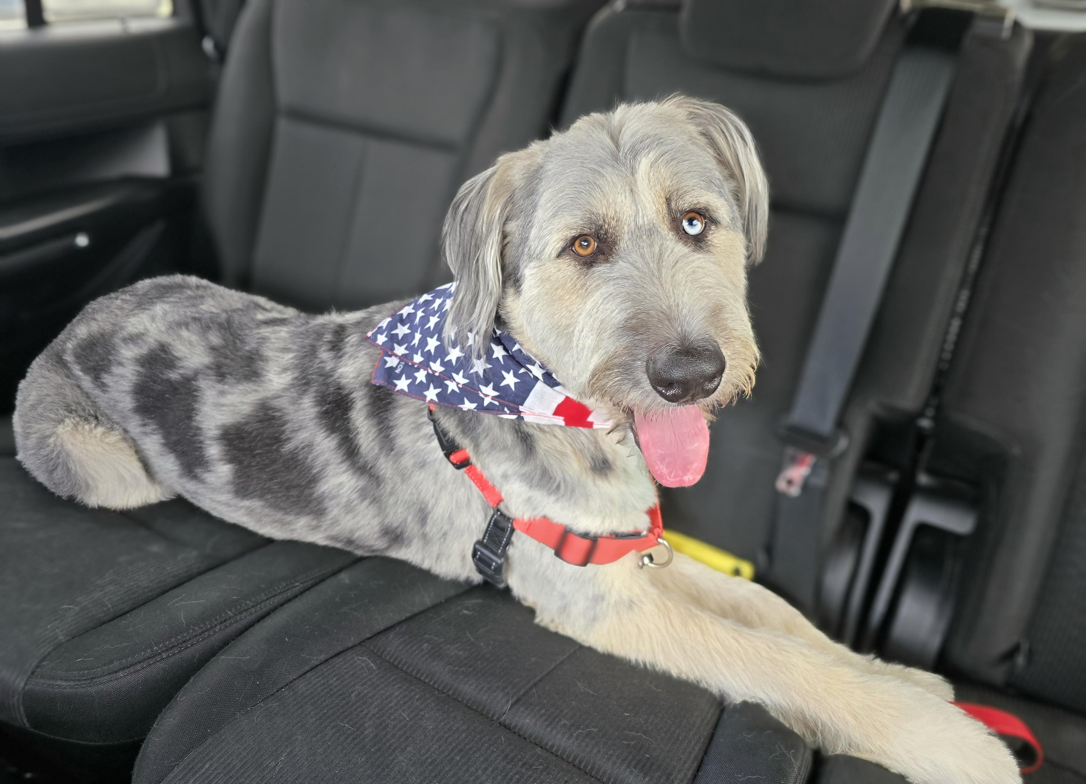 Bear, an adoptable Aussiedoodle, Mixed Breed in Cedar Rapids, IA, 52403 | Photo Image 4
