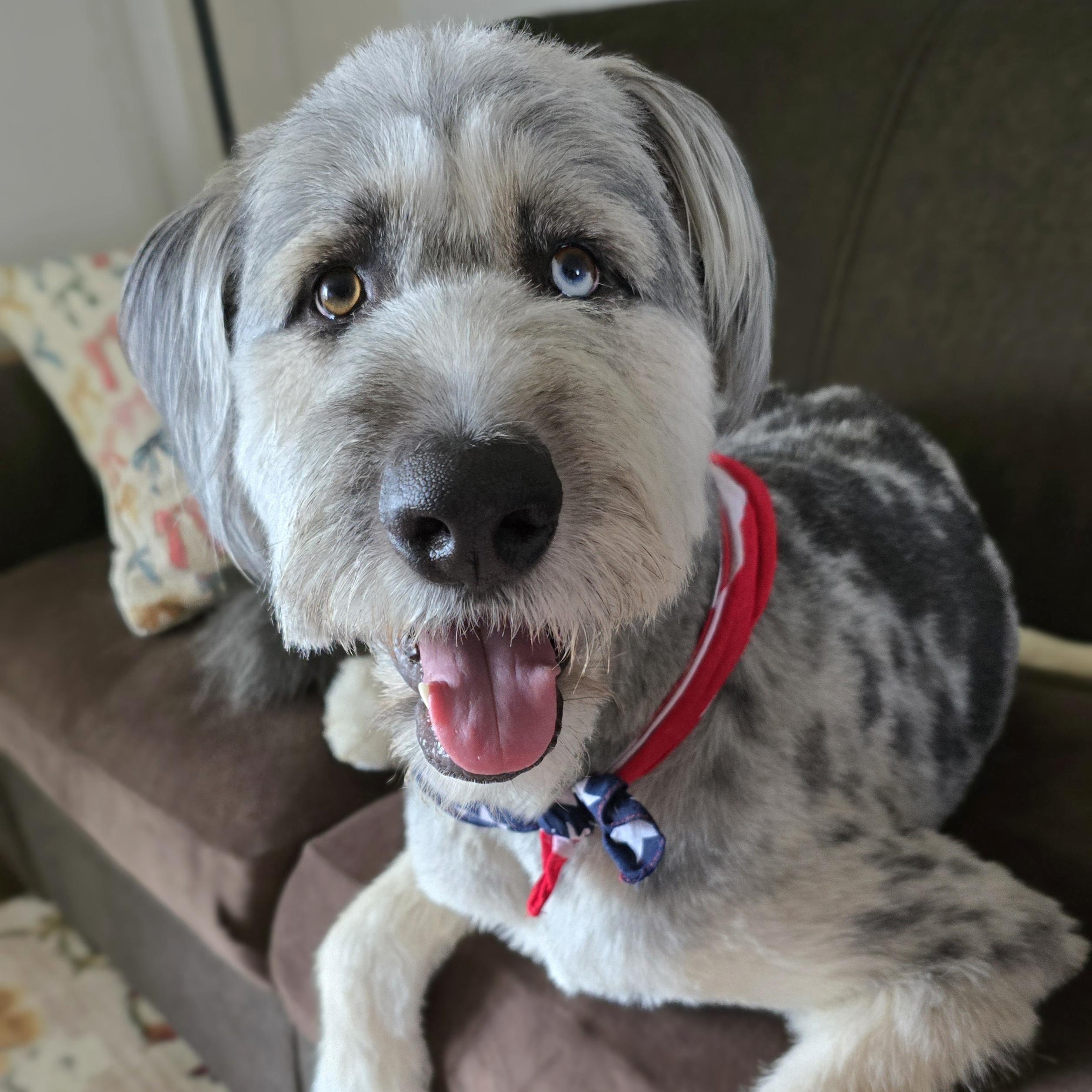 Bear, Young Male Aussiedoodle