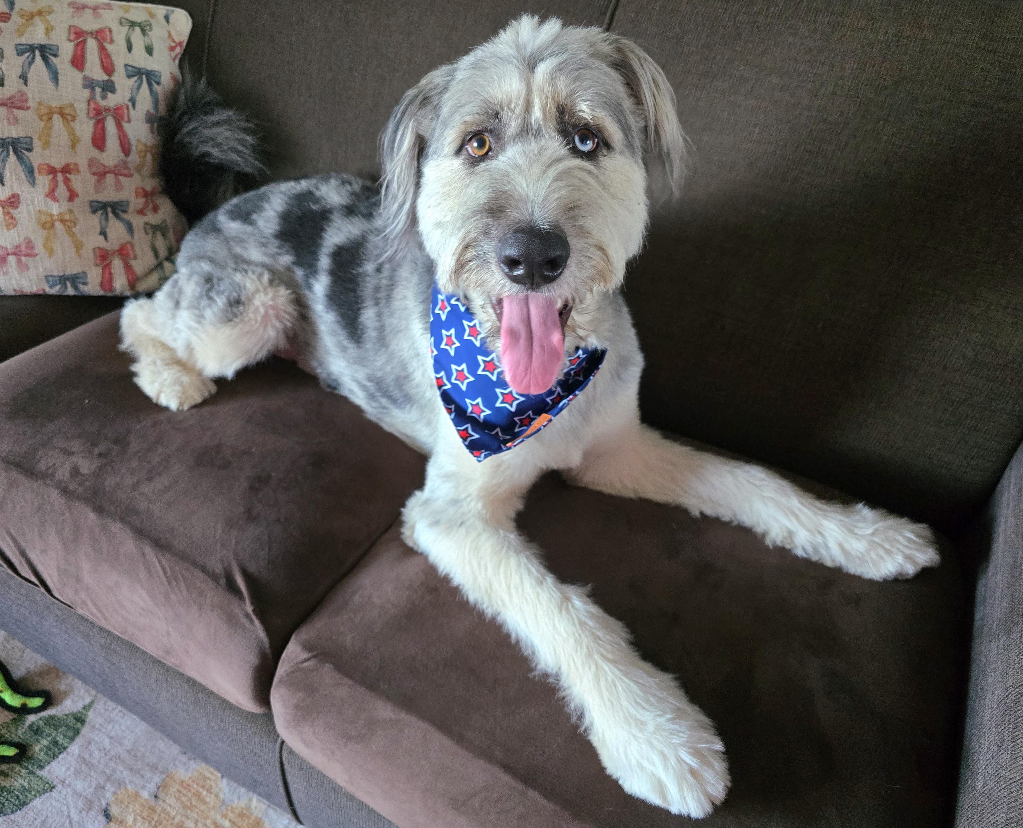 Bear, an adoptable Aussiedoodle, Mixed Breed in Cedar Rapids, IA, 52403 | Photo Image 1