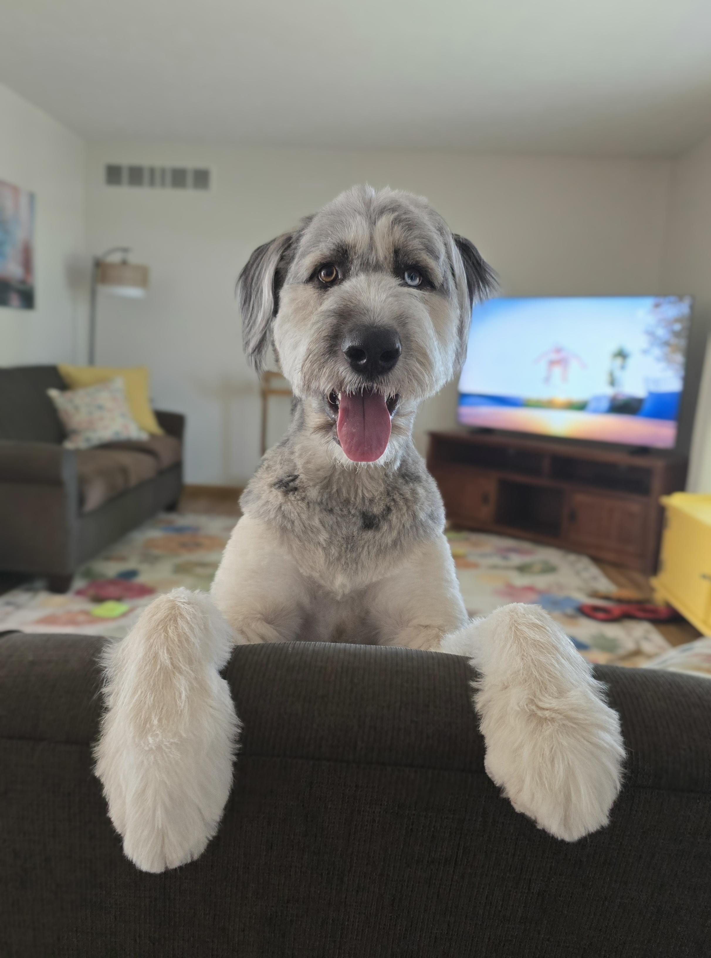 Bear, an adoptable Aussiedoodle, Mixed Breed in Cedar Rapids, IA, 52403 | Photo Image 3