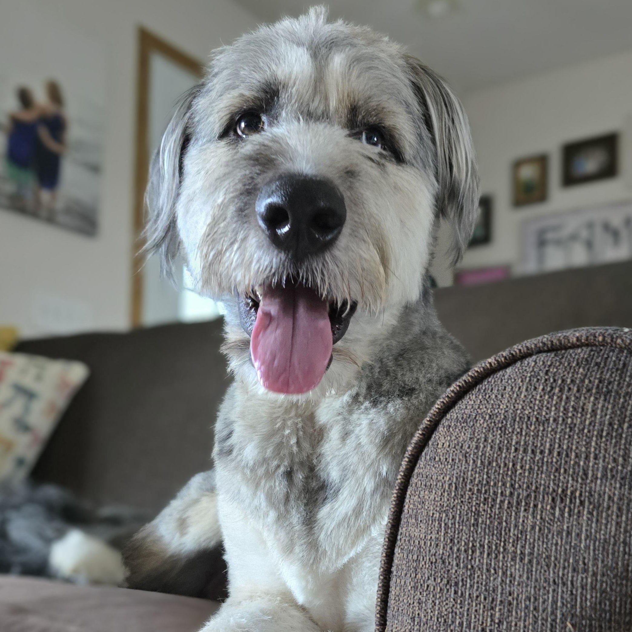 Bear, an adoptable Aussiedoodle, Mixed Breed in Cedar Rapids, IA, 52403 | Photo Image 2