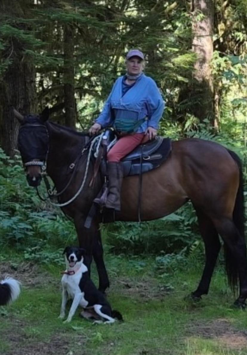 Jewel, a Adoptable Border Collie in Elma, WA image 1/4