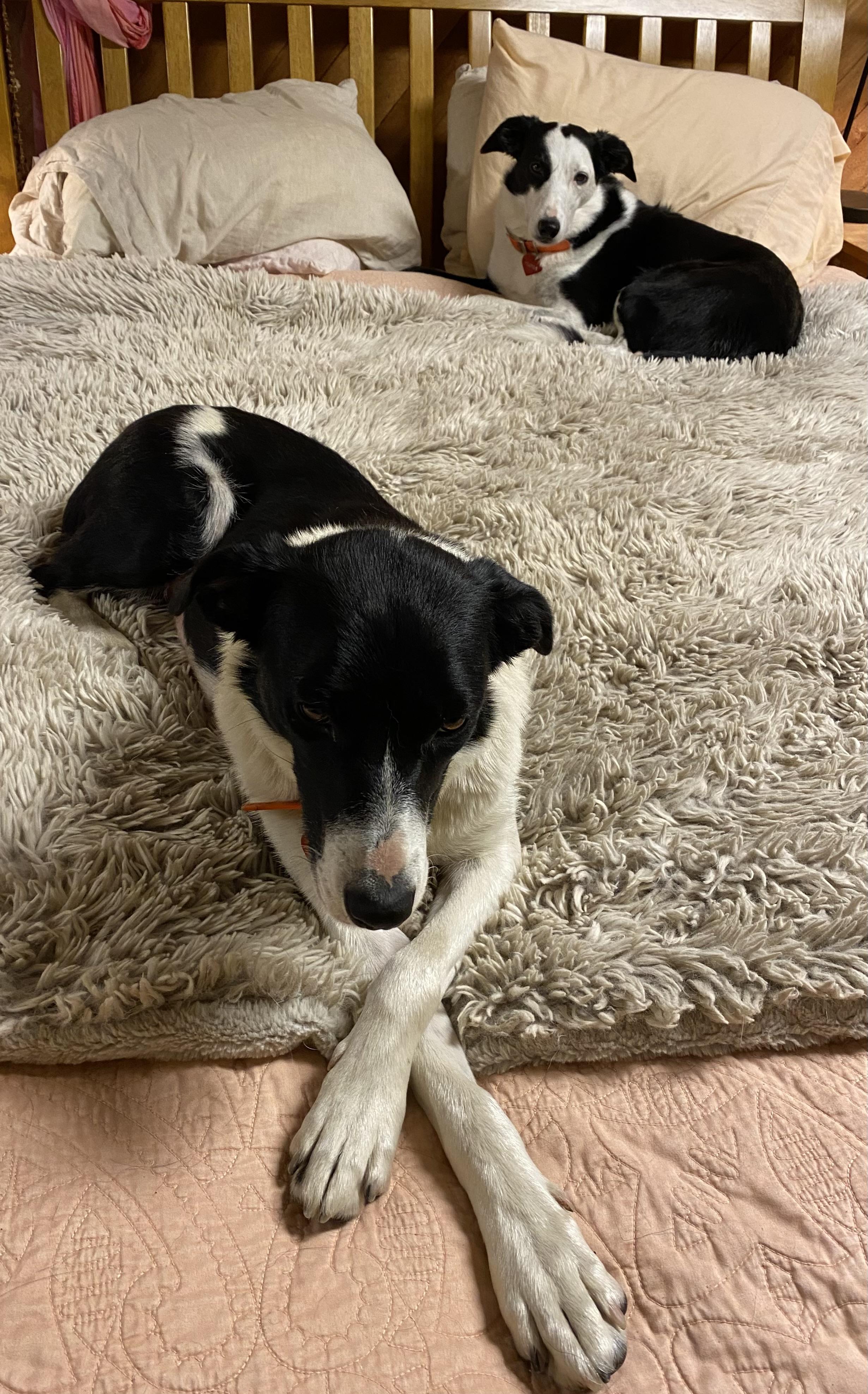 Jewel, a Adoptable Border Collie in Elma, WA image 2/4