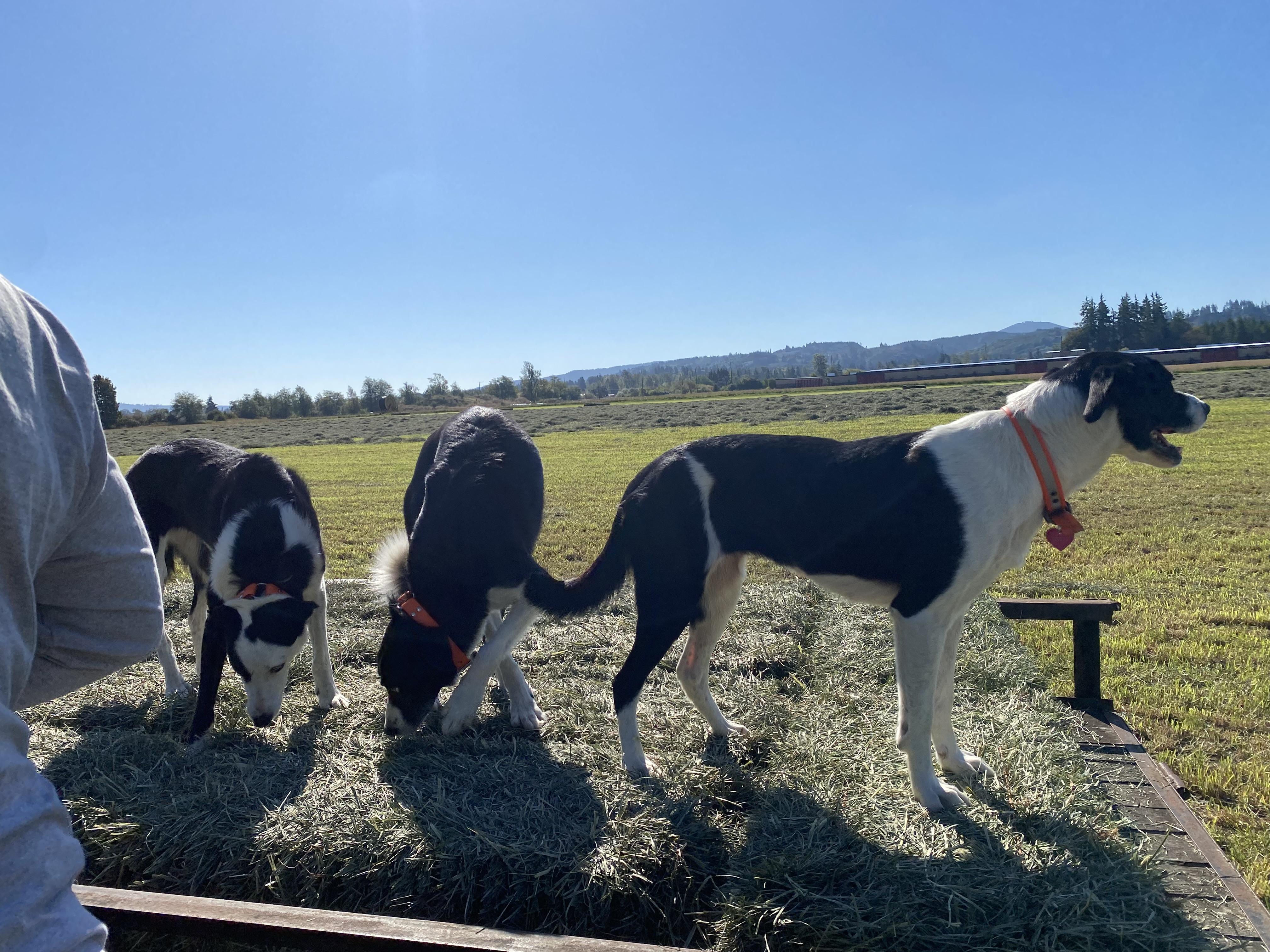 Jewel, a Adoptable Border Collie in Elma, WA image 4/4