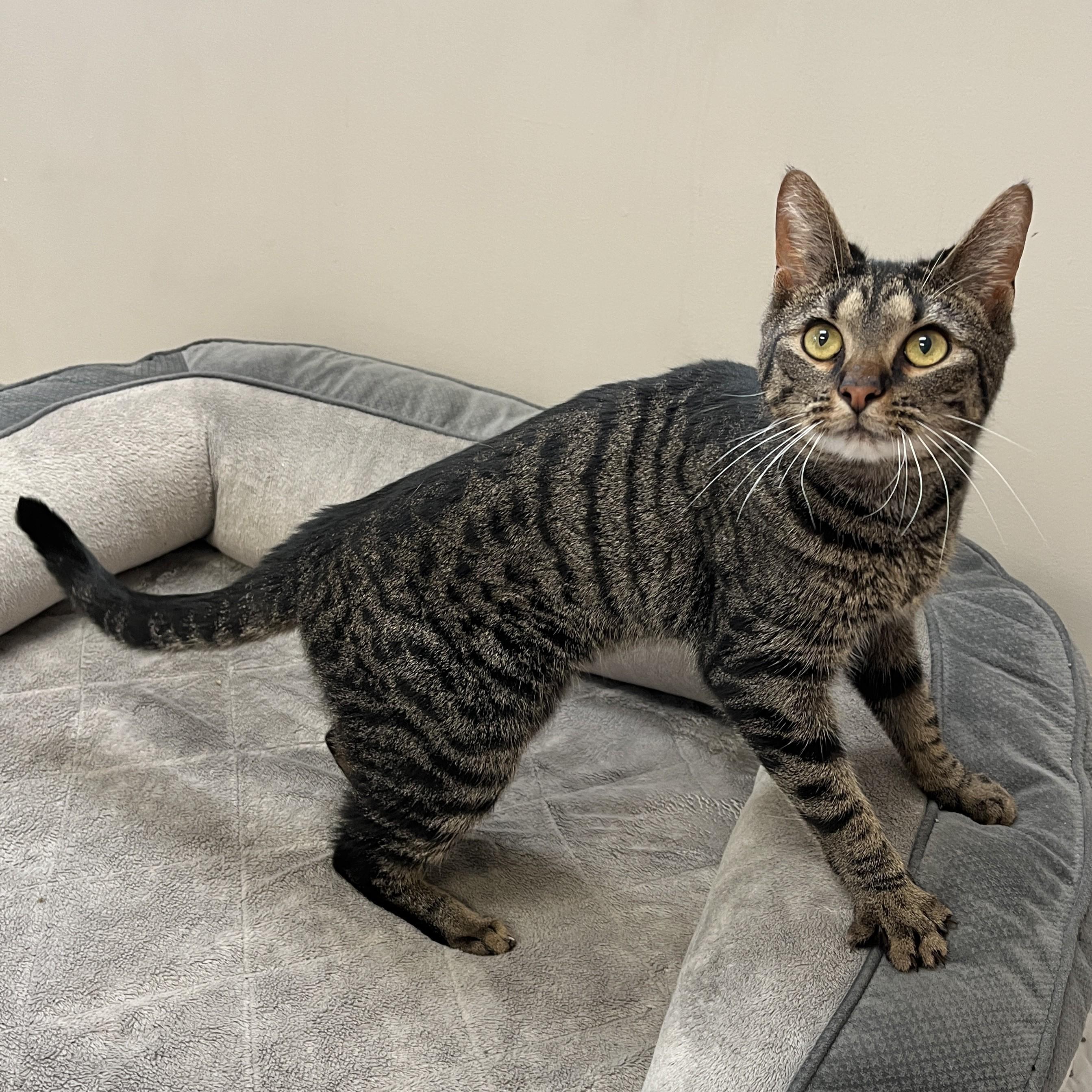 Enlarge Pepper, a Adoptable Domestic Short Hair in Quakertown, PA image 1/4