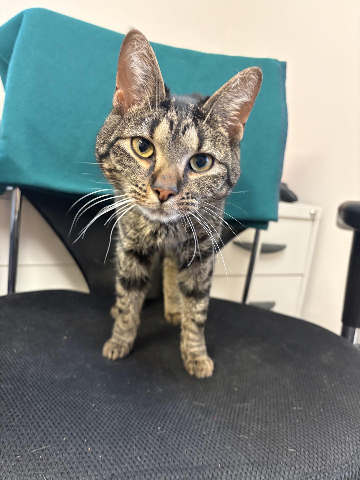 Enlarge Pepper, a Adoptable Domestic Short Hair in Quakertown, PA image 4/4
