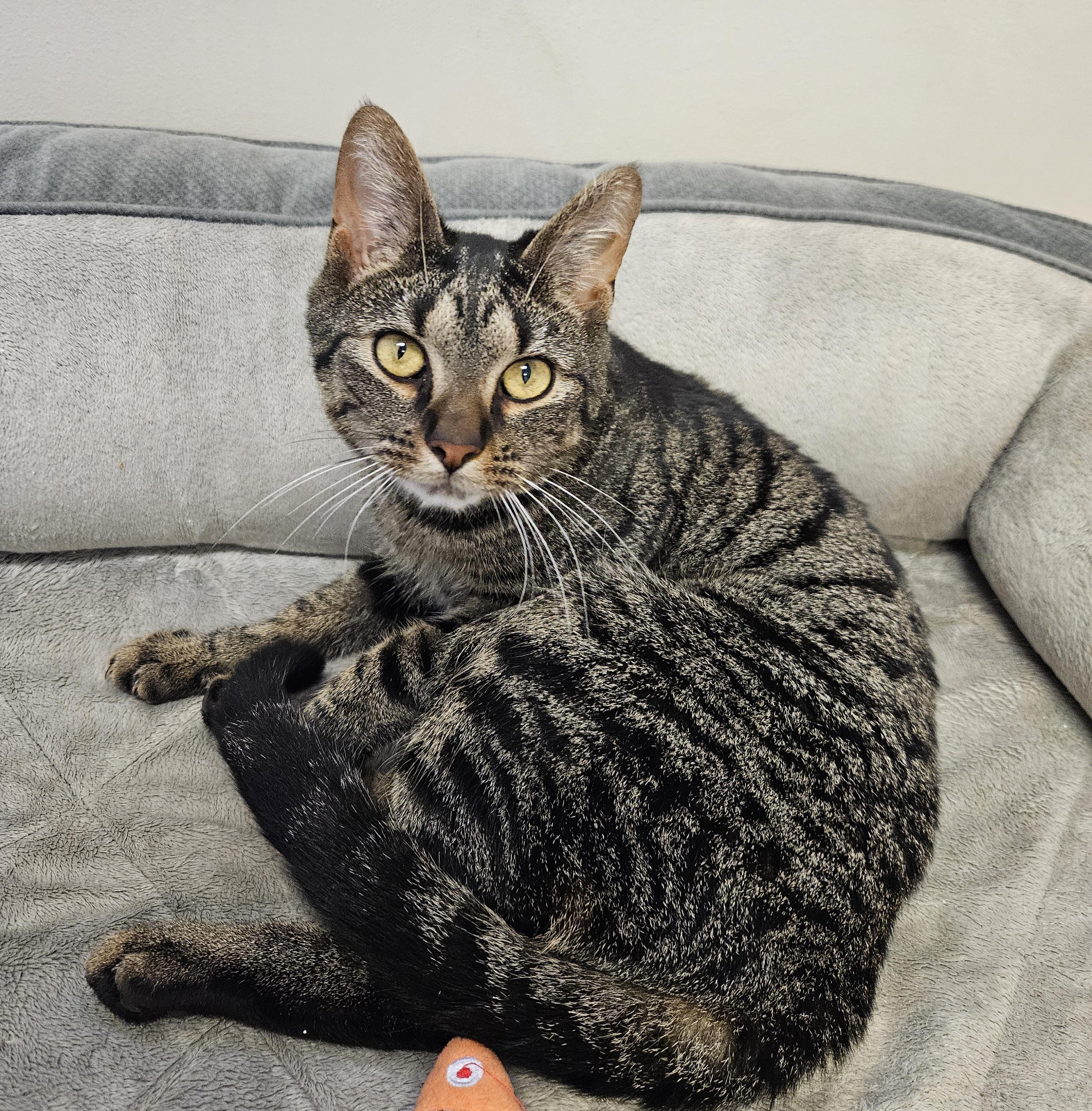 Enlarge Pepper, a Adoptable Domestic Short Hair in Quakertown, PA image 2/4