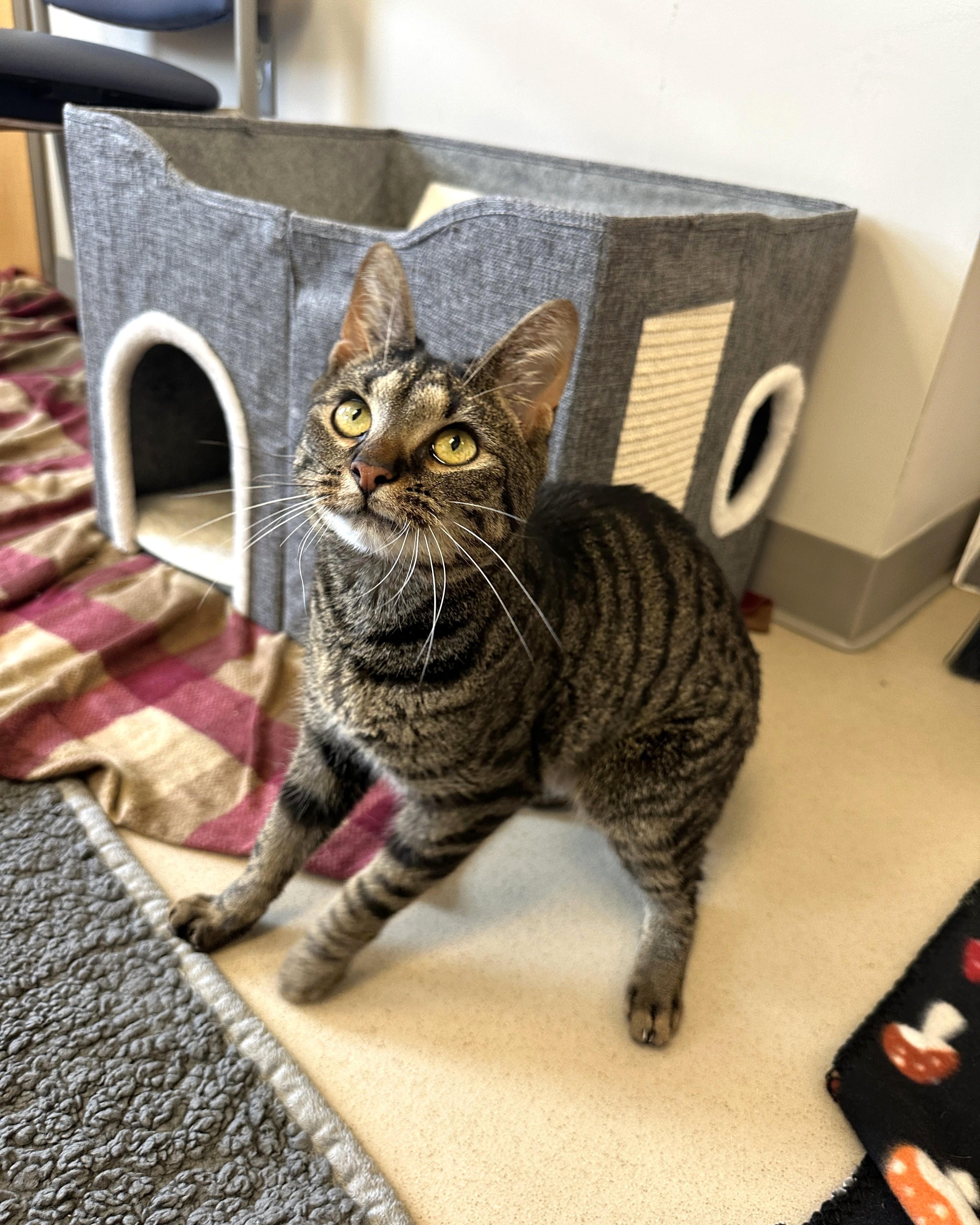 Enlarge Pepper, a Adoptable Domestic Short Hair in Quakertown, PA image 3/4