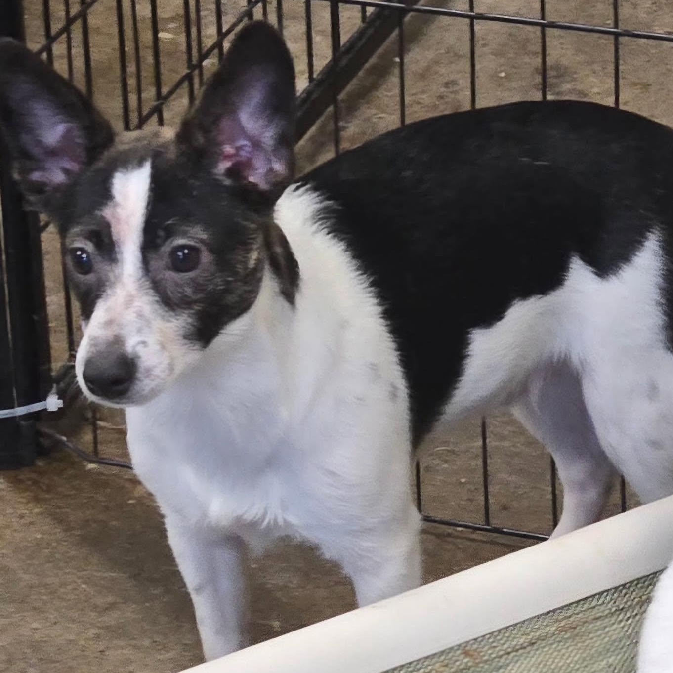 Groucho, Adoptable, Puppy Male Chiweenie.