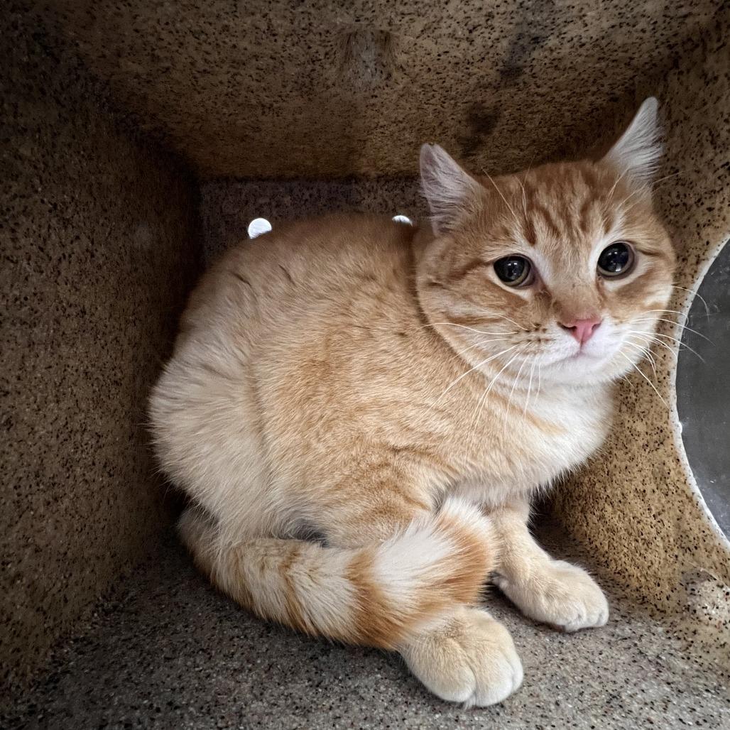 Hubie, Adoptable, Adult Male Domestic Short Hair.