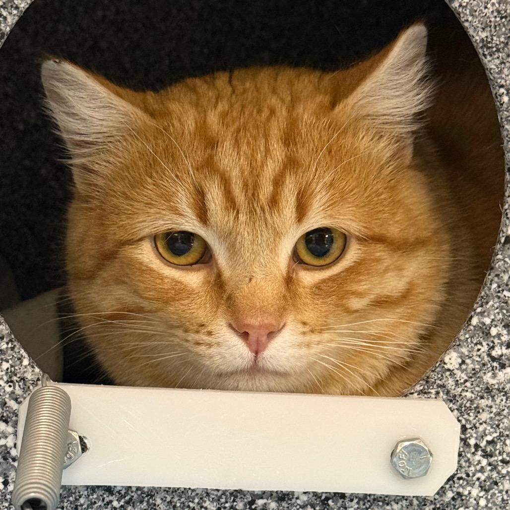 Enlarge Hubie, a Adoptable Domestic Short Hair in Salt Lake City, UT image 2/3