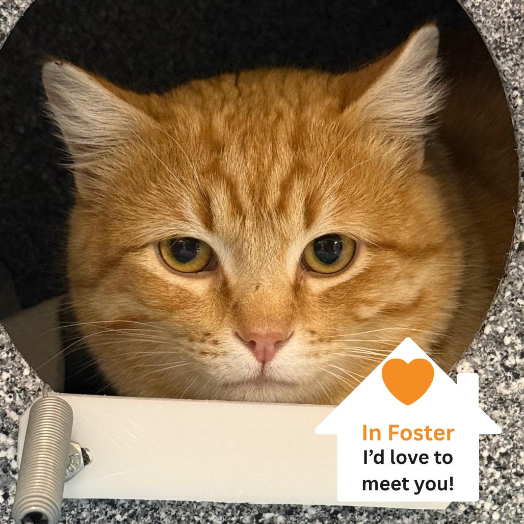 Enlarge Hubie, a Adoptable Domestic Short Hair in Salt Lake City, UT image 3/3