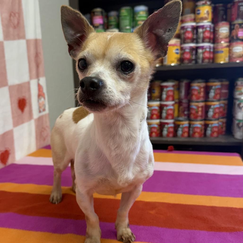 Enlarge Sunshine, a Adoptable Chihuahua in Bryan, TX image 1/4