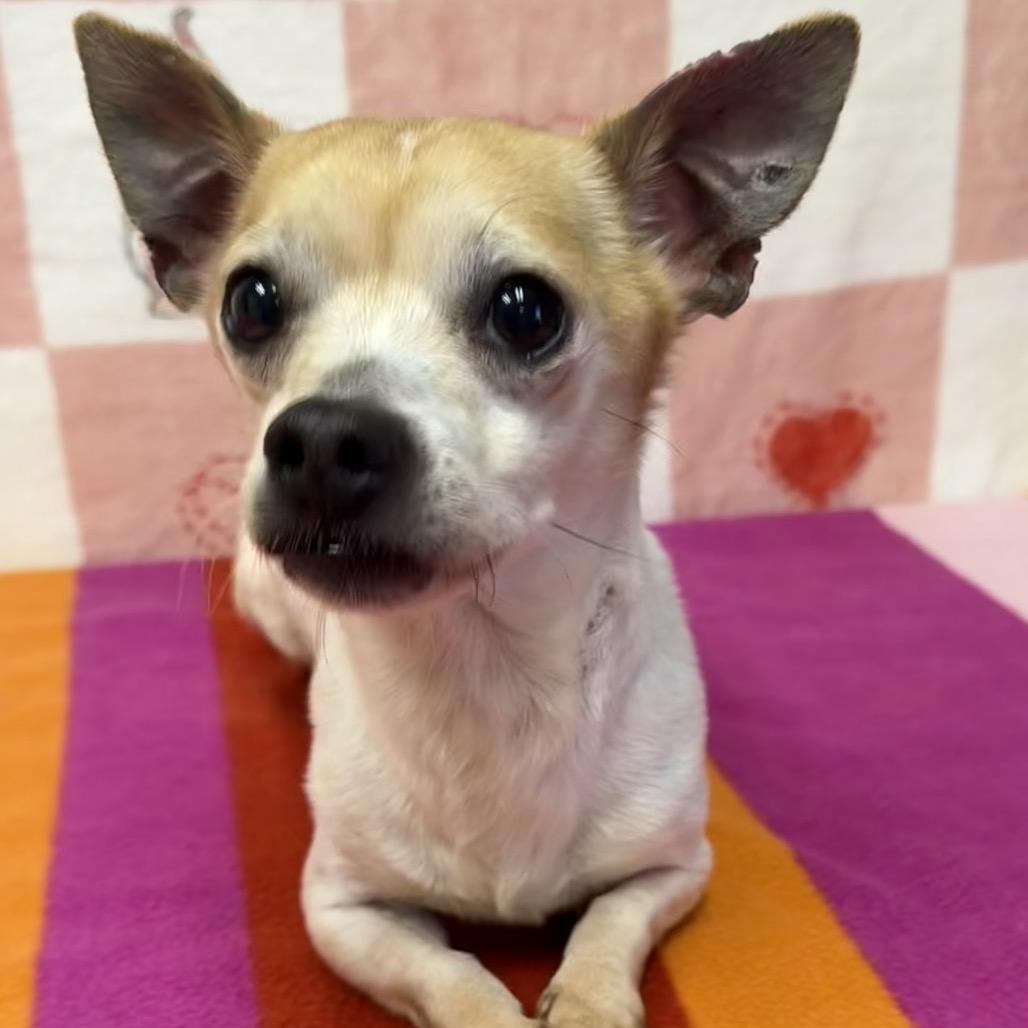 Enlarge Sunshine, a Adoptable Chihuahua in Bryan, TX image 2/4