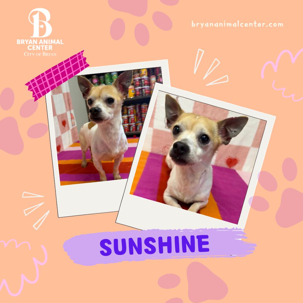 Enlarge Sunshine, a Adoptable Chihuahua in Bryan, TX image 3/4