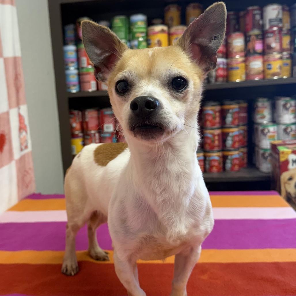 Enlarge Sunshine, a Adoptable Chihuahua in Bryan, TX image 4/4