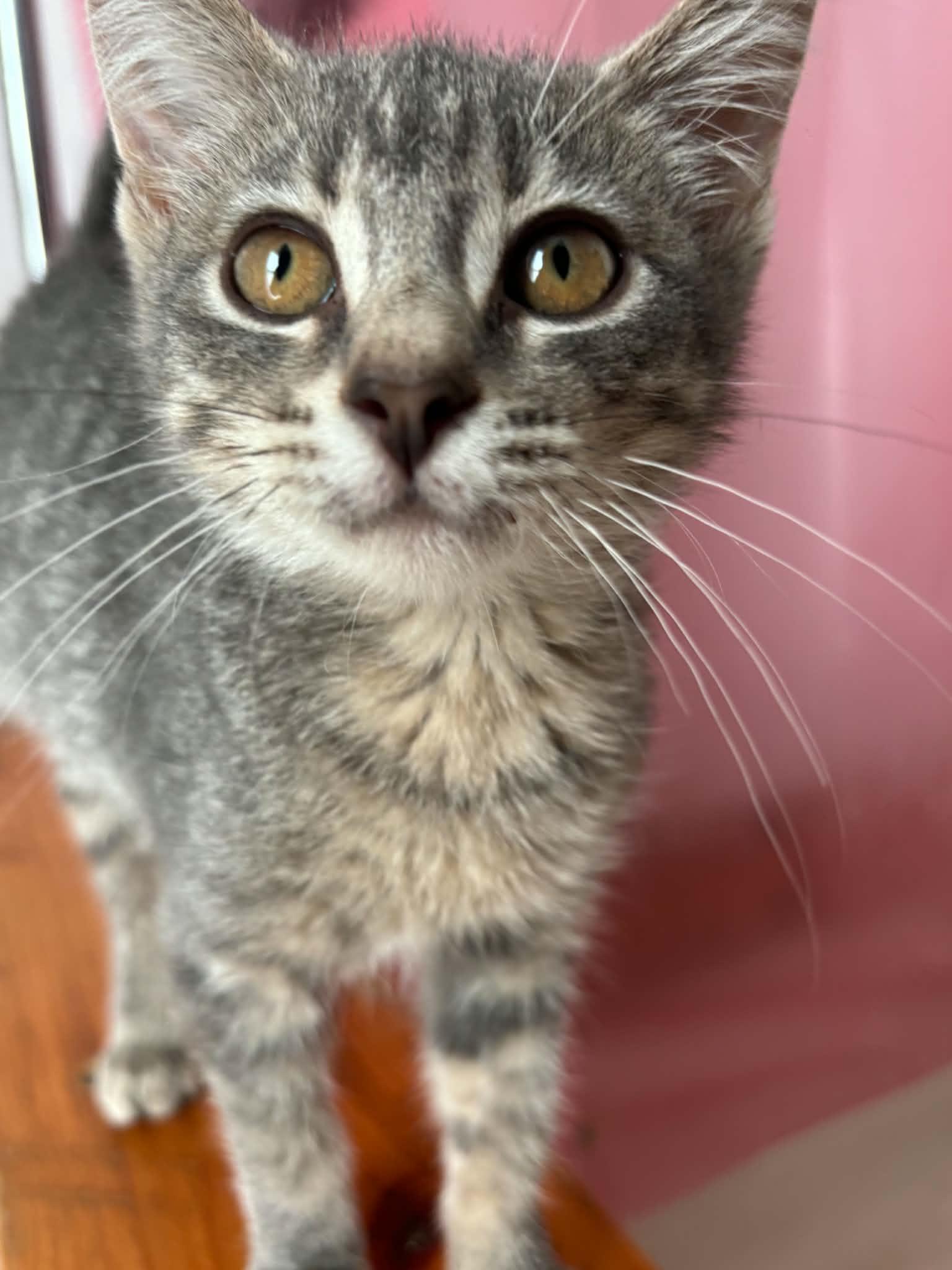 Enlarge Owl, a Adoptable Domestic Short Hair in Lincoln, NE image 4/5