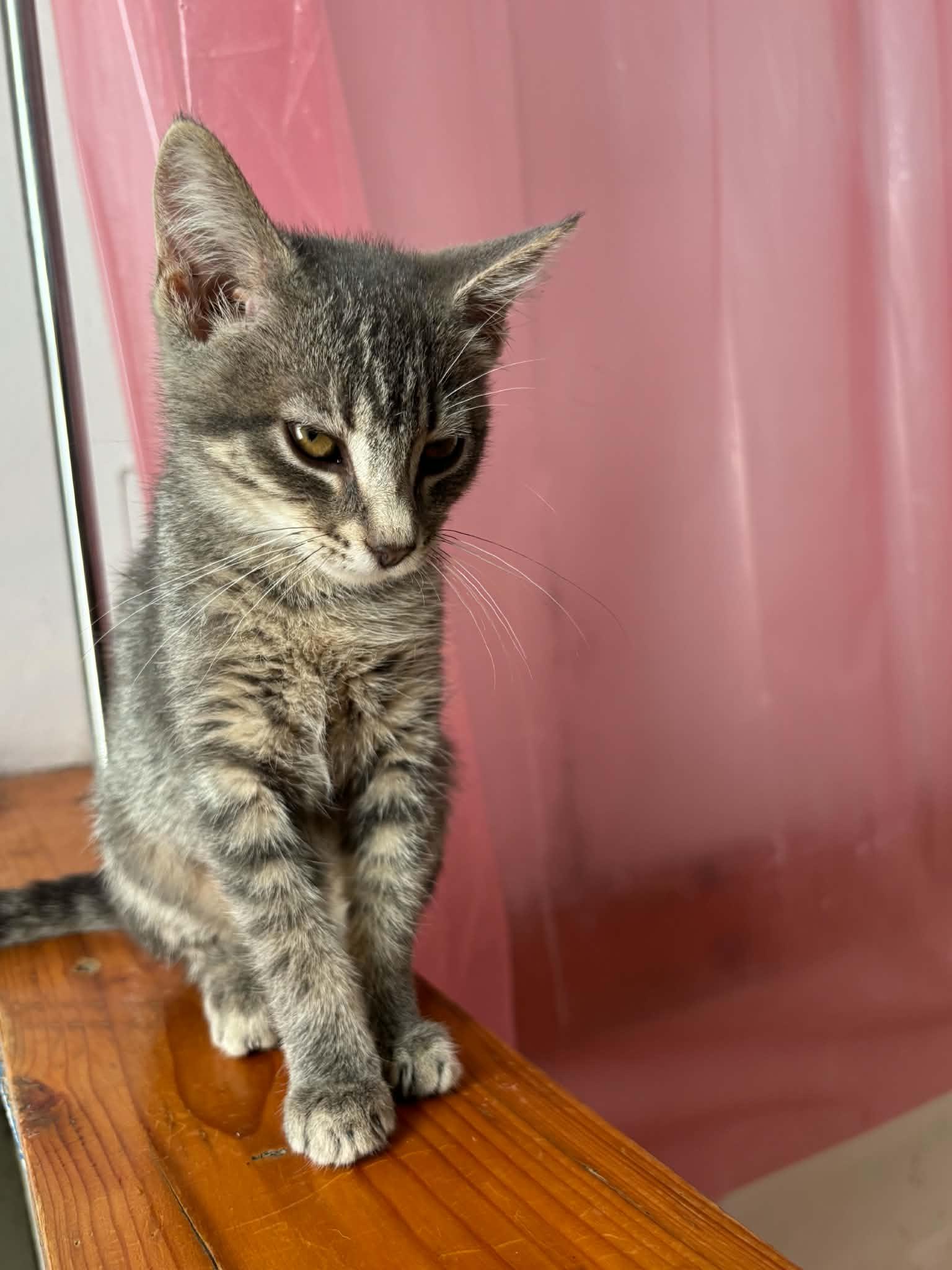 Enlarge Owl, a Adoptable Domestic Short Hair in Lincoln, NE image 5/5