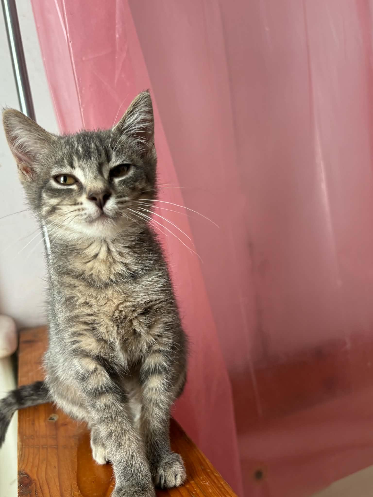 Enlarge Owl, a Adoptable Domestic Short Hair in Lincoln, NE image 2/5
