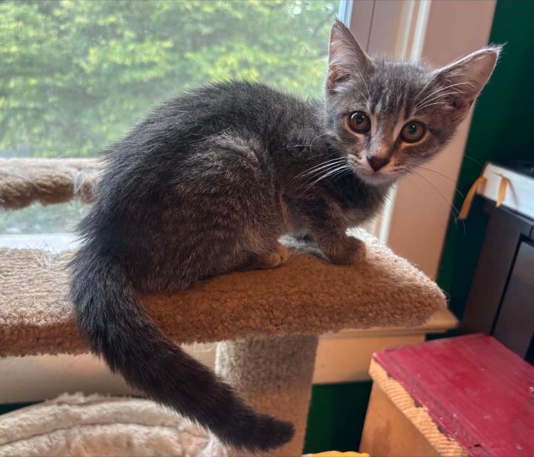 Owl, Adoptable, Kitten Female Domestic Short Hair.