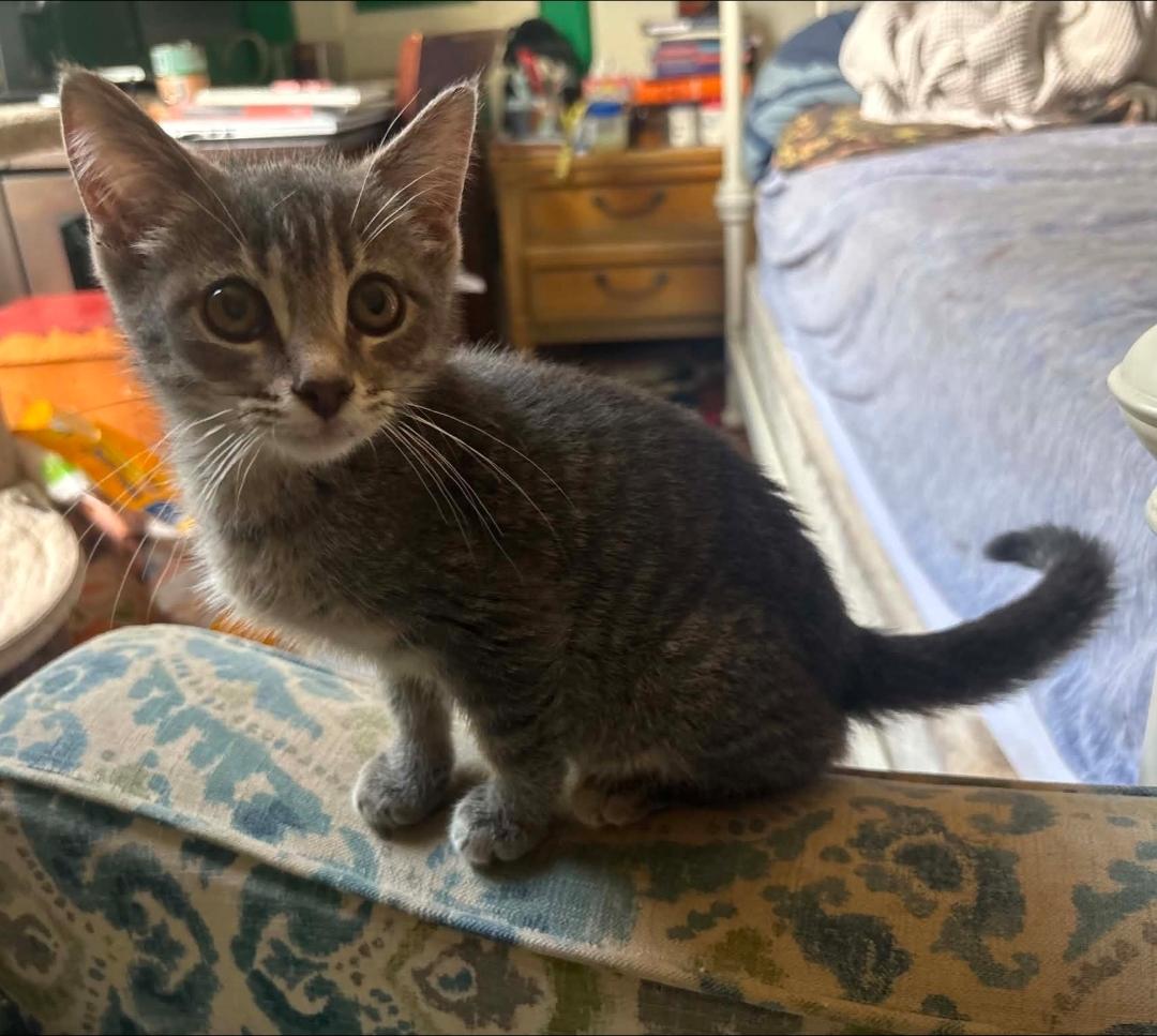 Enlarge Owl, a Adoptable Domestic Short Hair in Lincoln, NE image 3/5